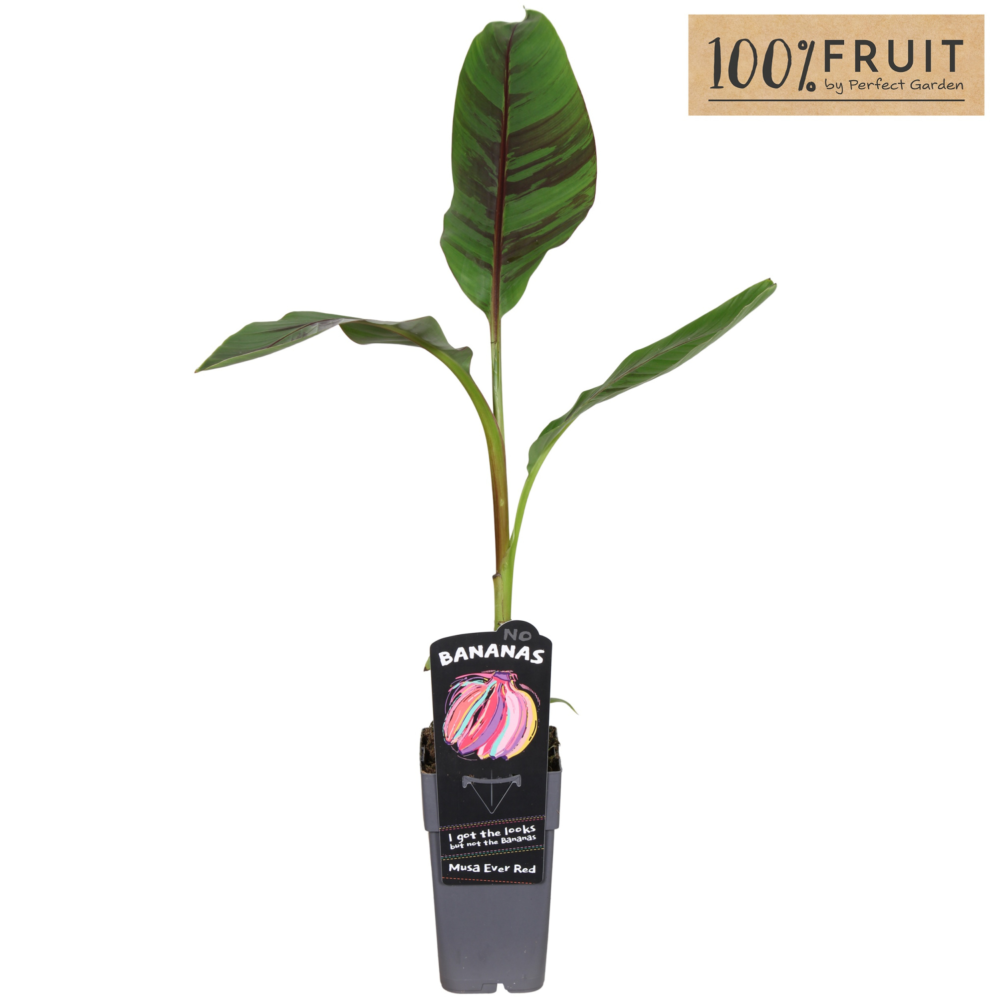 Musa sikkimensis 'Ever Red' P15, D 15 cm
