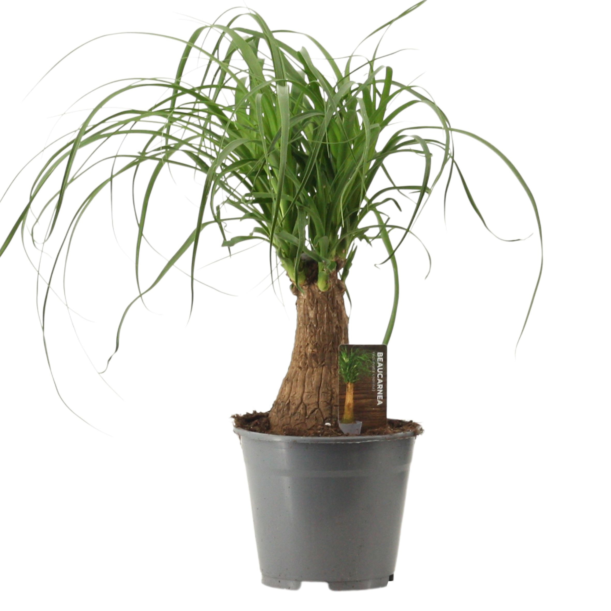 Beaucarnea recht 14 cm compacte stam, D 14 cm