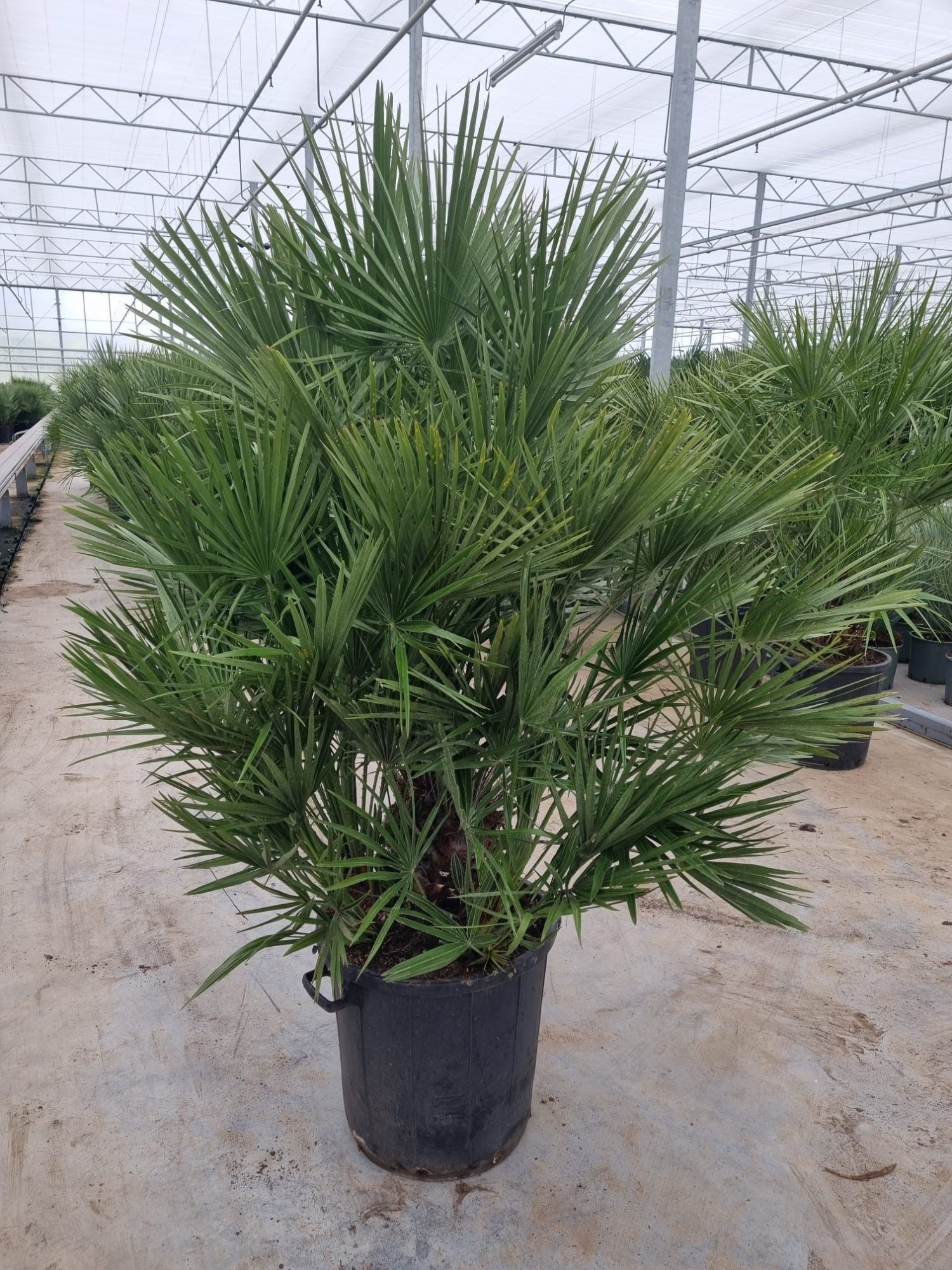 Chamaerops humilis, D 50 cm