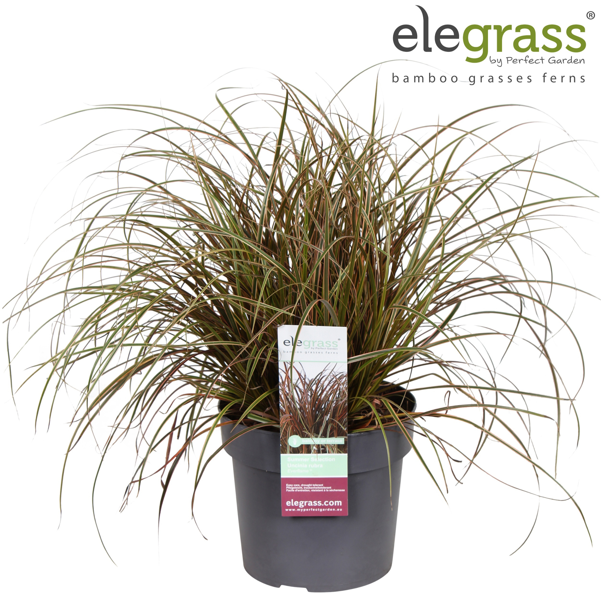 Uncinia rubra 'Everflame' P23, D 23