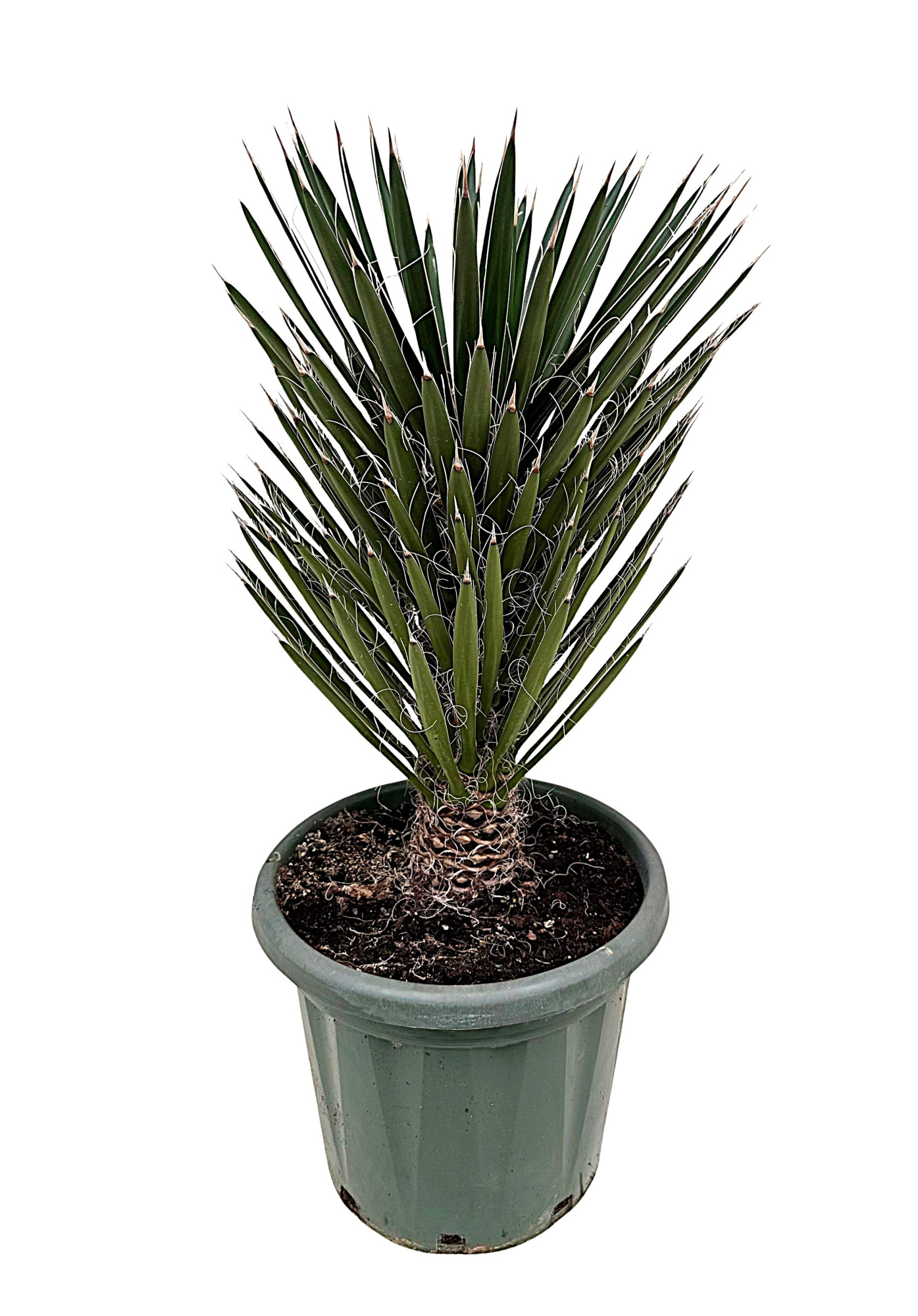 Yucca filifera P35, D 35 cm