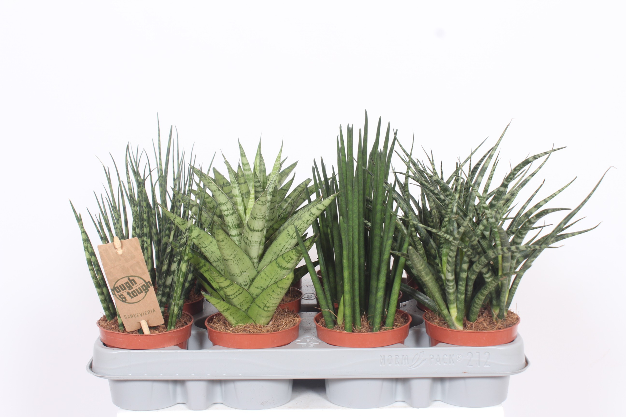 Sansevieria Luxe mix, D 9