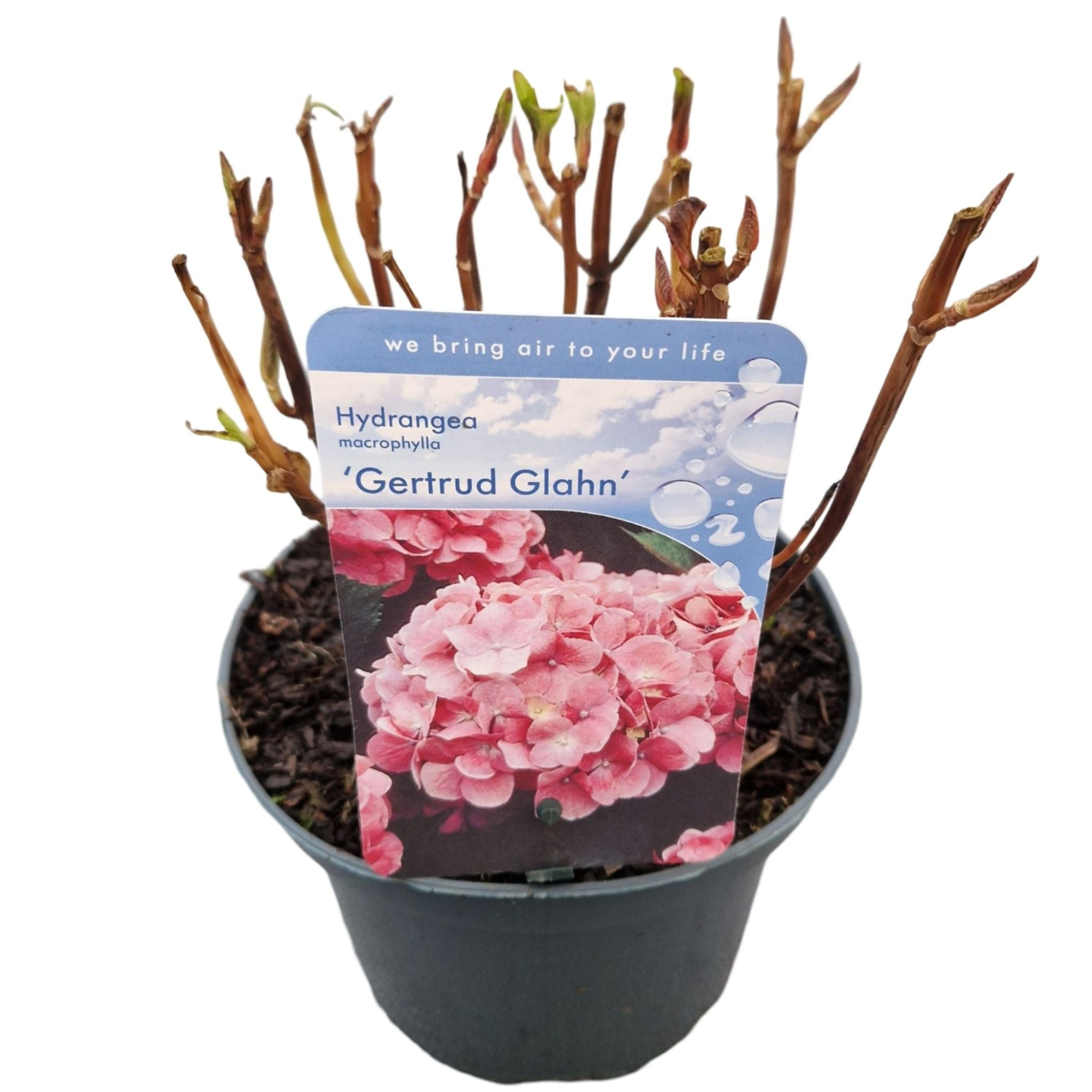 Hydrangea macr. 'Gertrud Glahn', D 17