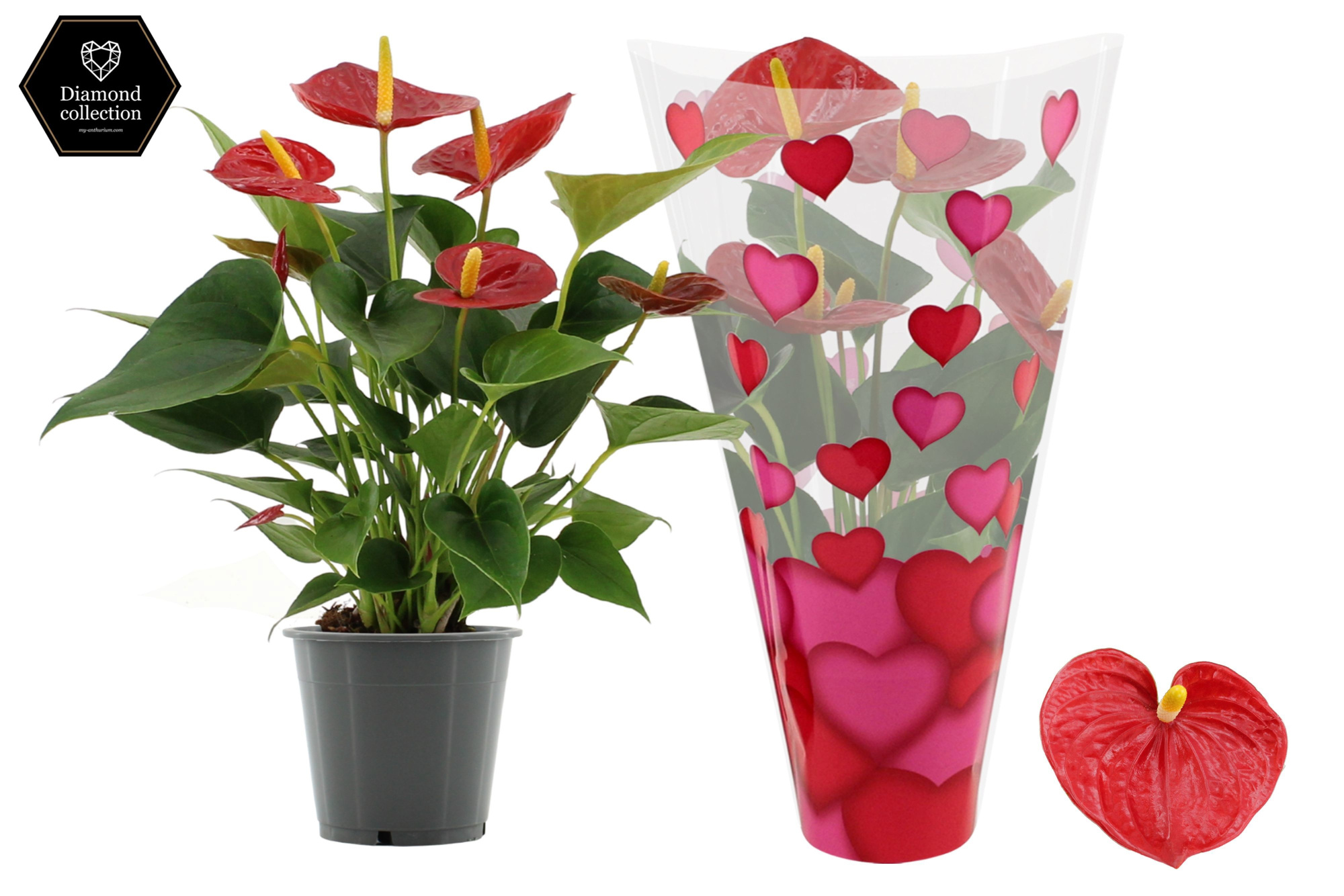 Anthurium 12 cm Diamond Red in heart sleeve Lilly, D 12