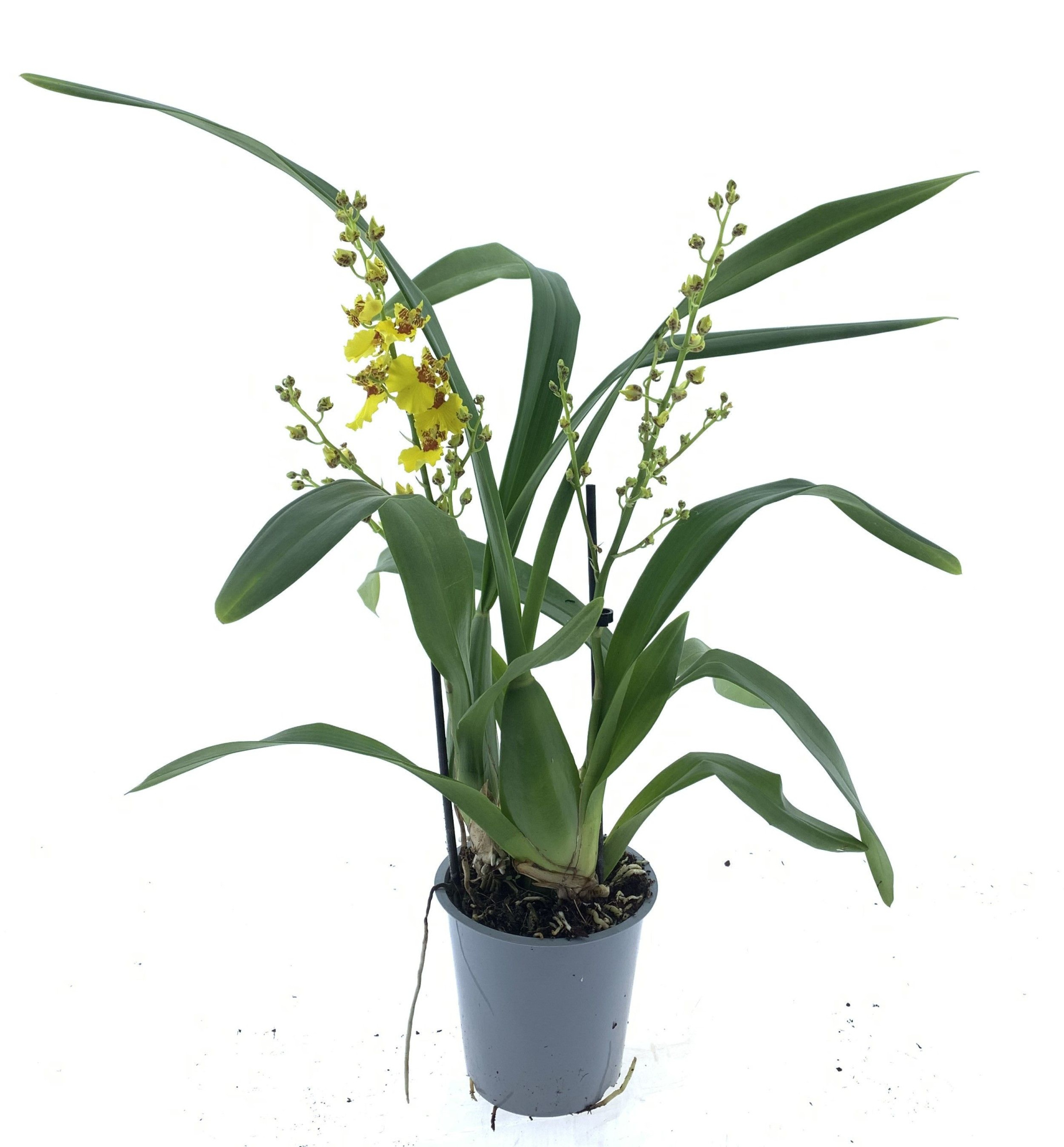 Oncidium 2-tak, D 12 cm