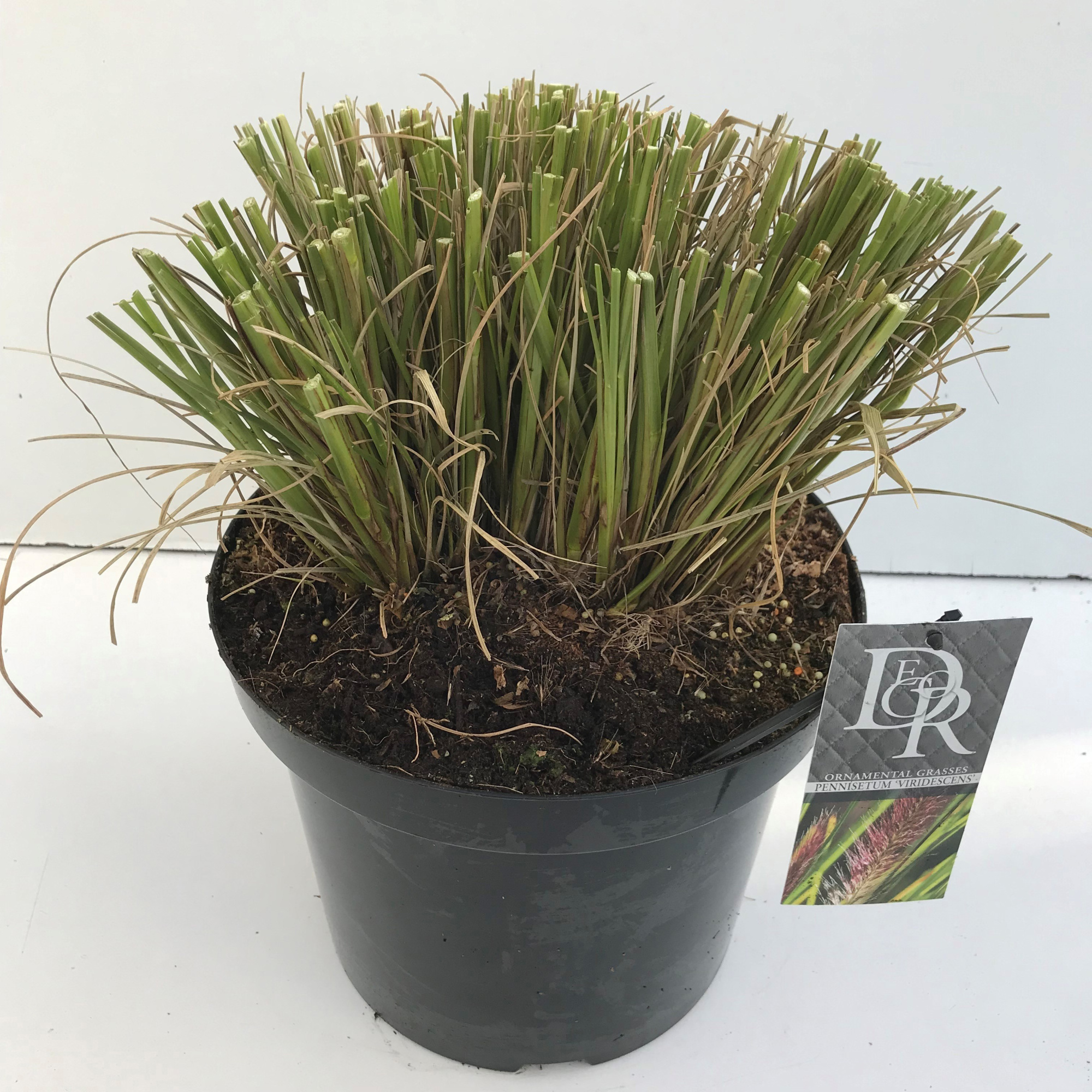 Pennisetum 'Viridescens', D 29