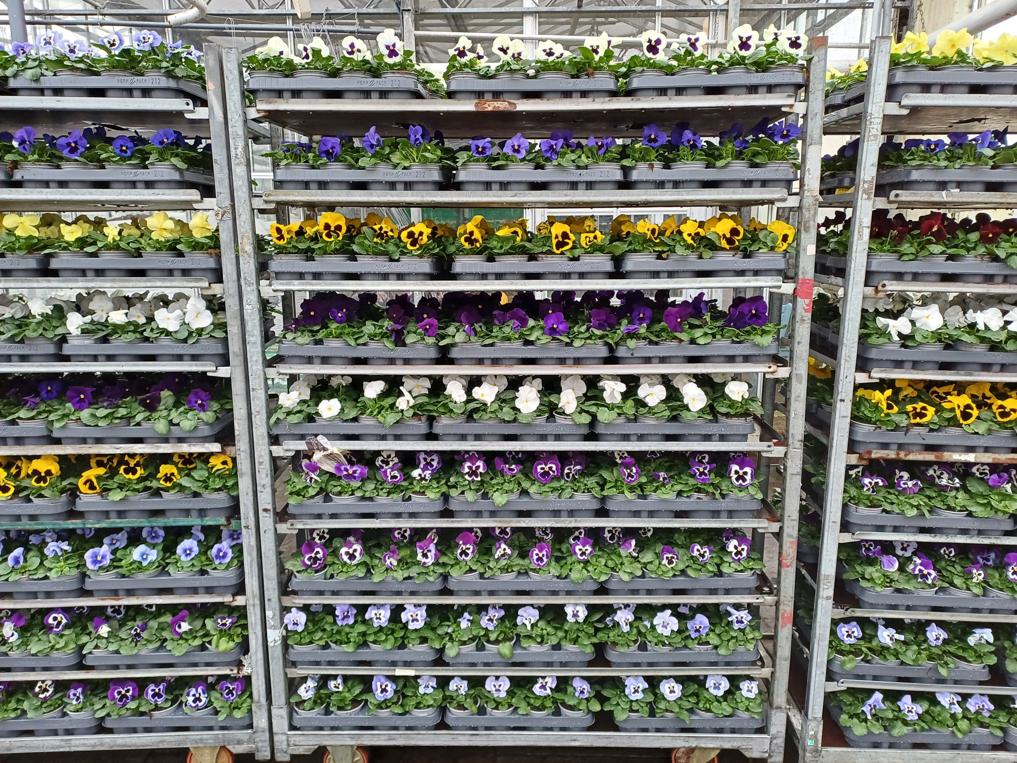 violen F1 grootbloemig 212, D 9 cm