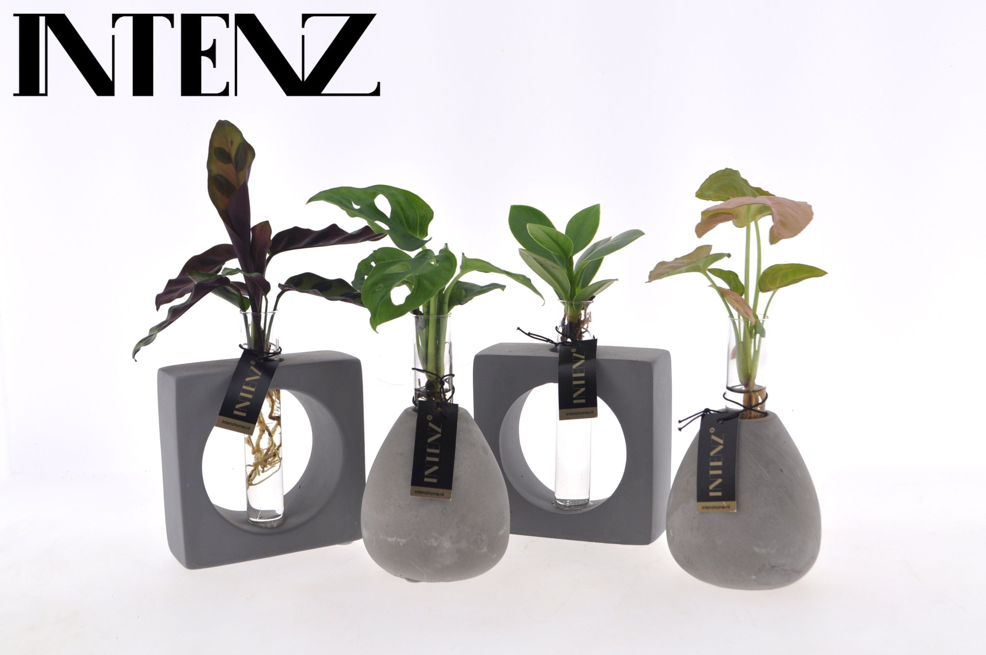 Intenz mix in Manilla 2 assortiment, D 9 cm