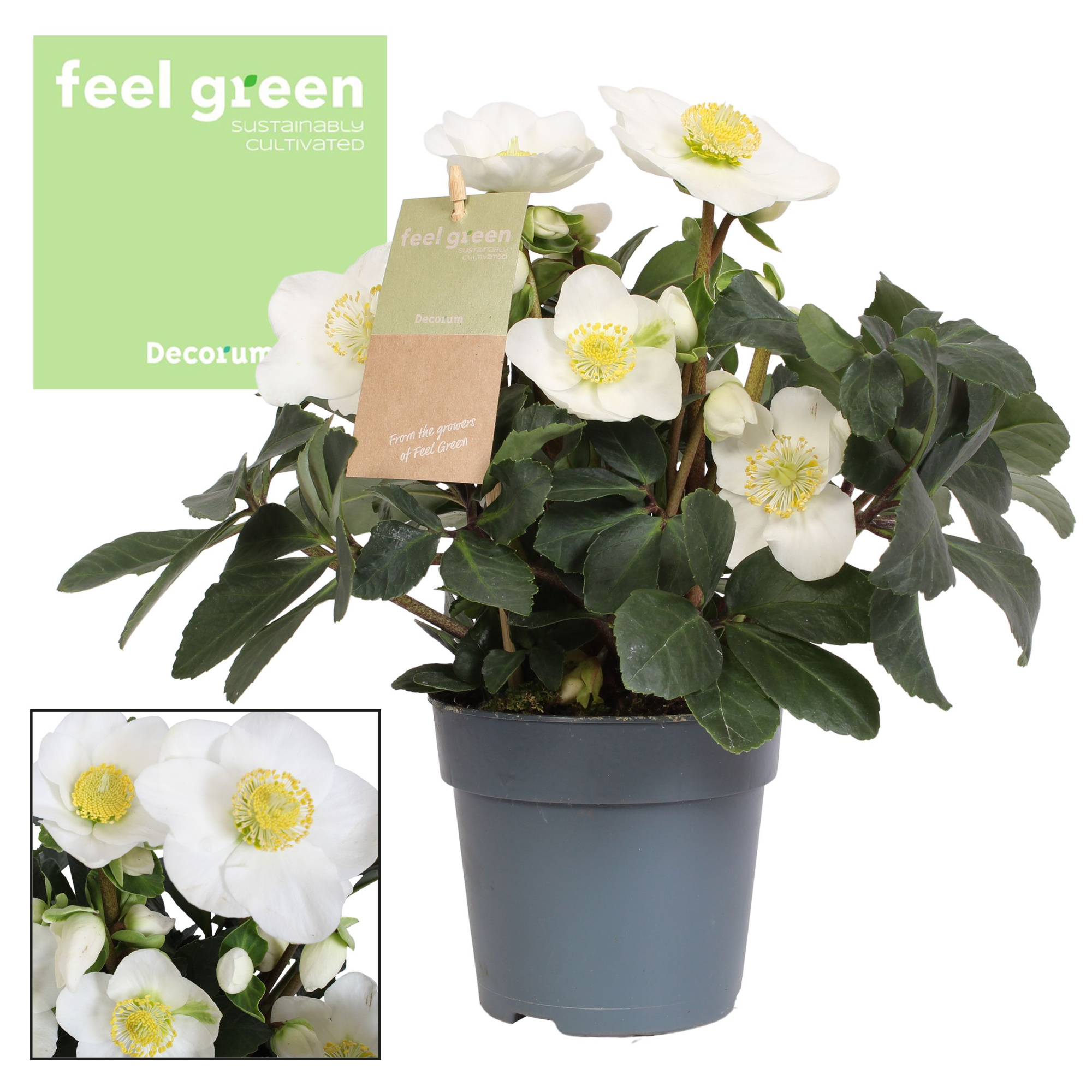 Helleborus n. Christmas Carol 12cm (L) Feel Green Decorum nature, D 12 cm