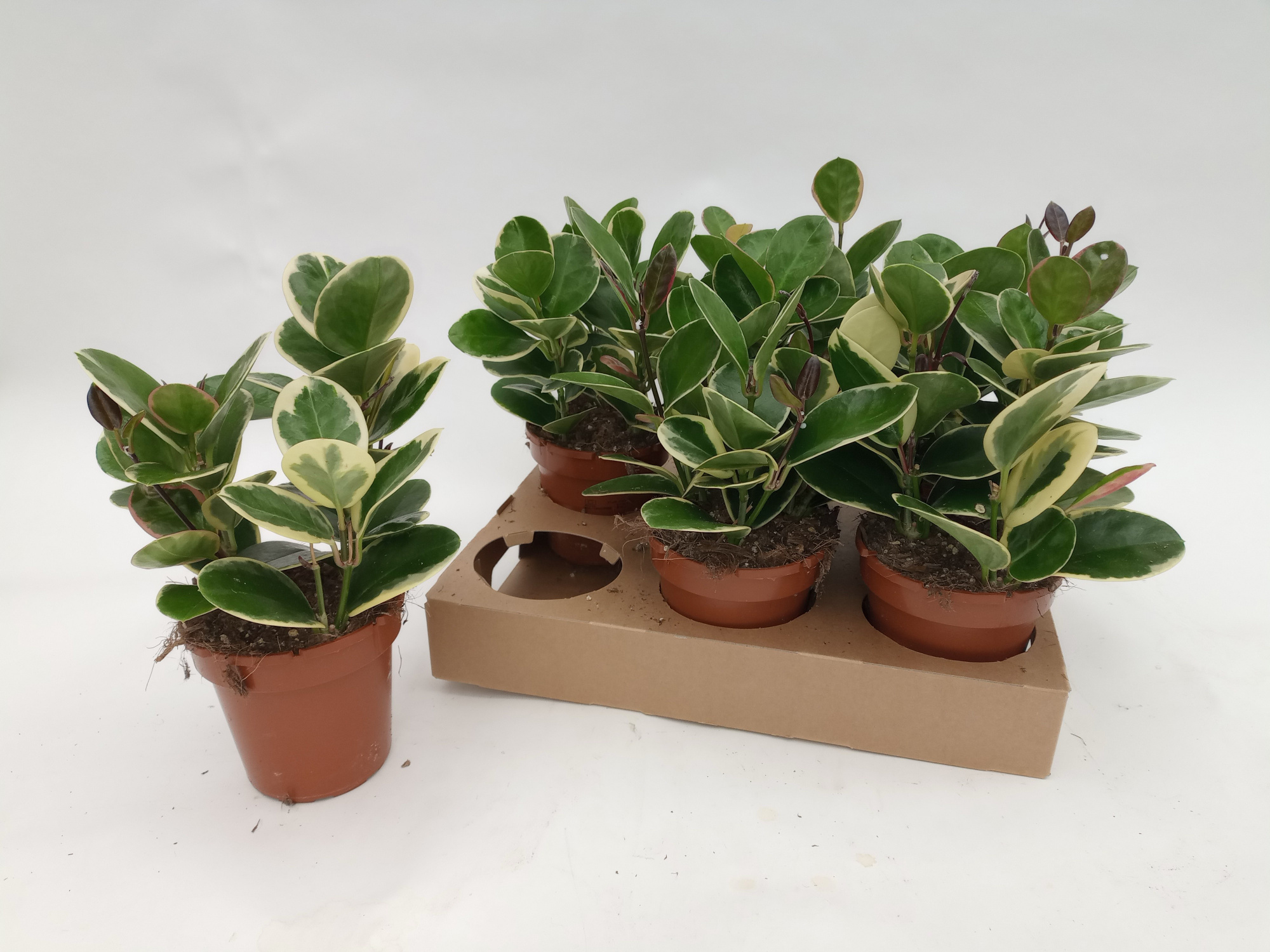 Hoya" Blondie" 3pp, D 12 cm