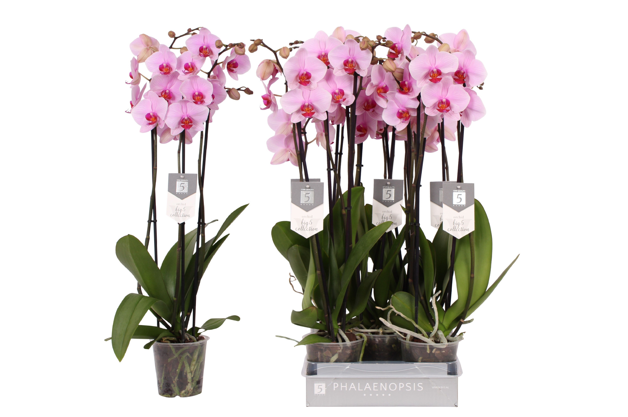 Phalaenopsis Washington, 3-spike 22+, D 12
