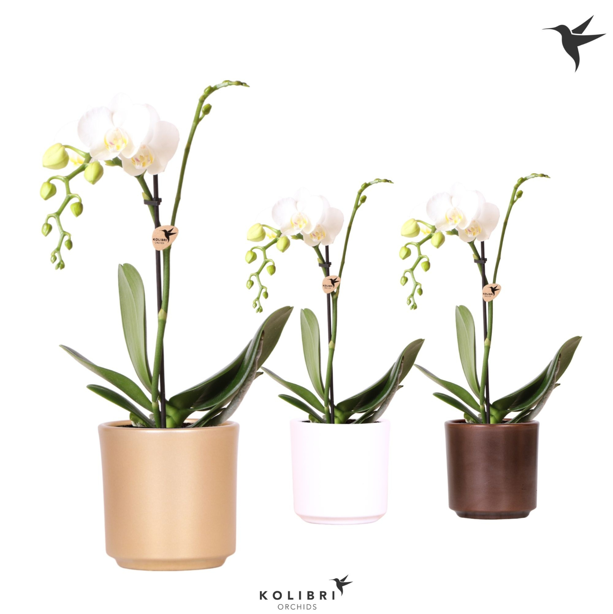 Kolibri Orchids Phalaenopsis white 1 spike in Simplicity pot mix, D 9 cm