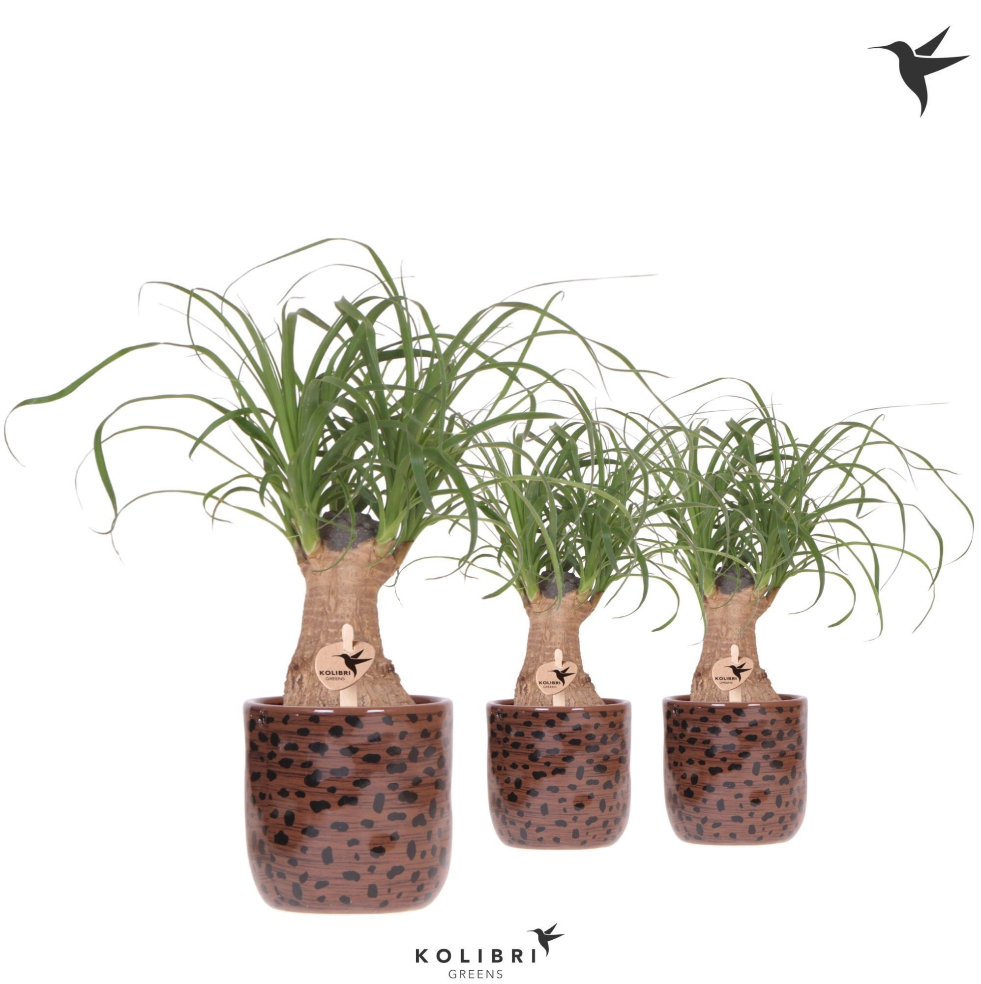 Kolibri Greens Beaucarnea in Leopard pot, D 9 cm