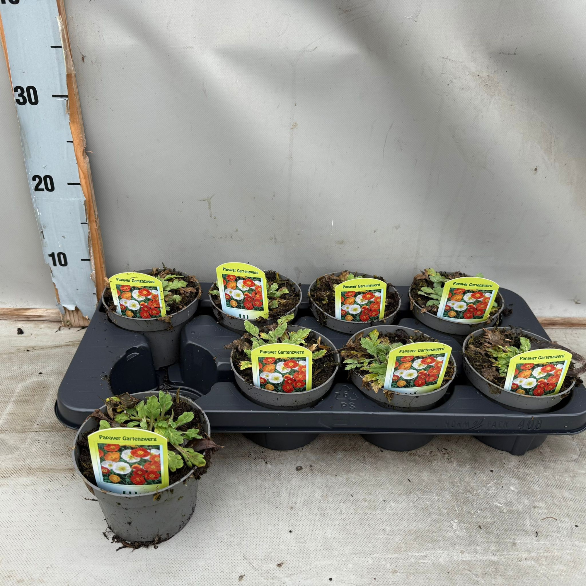 Papaver Gartenzwerg, D 12