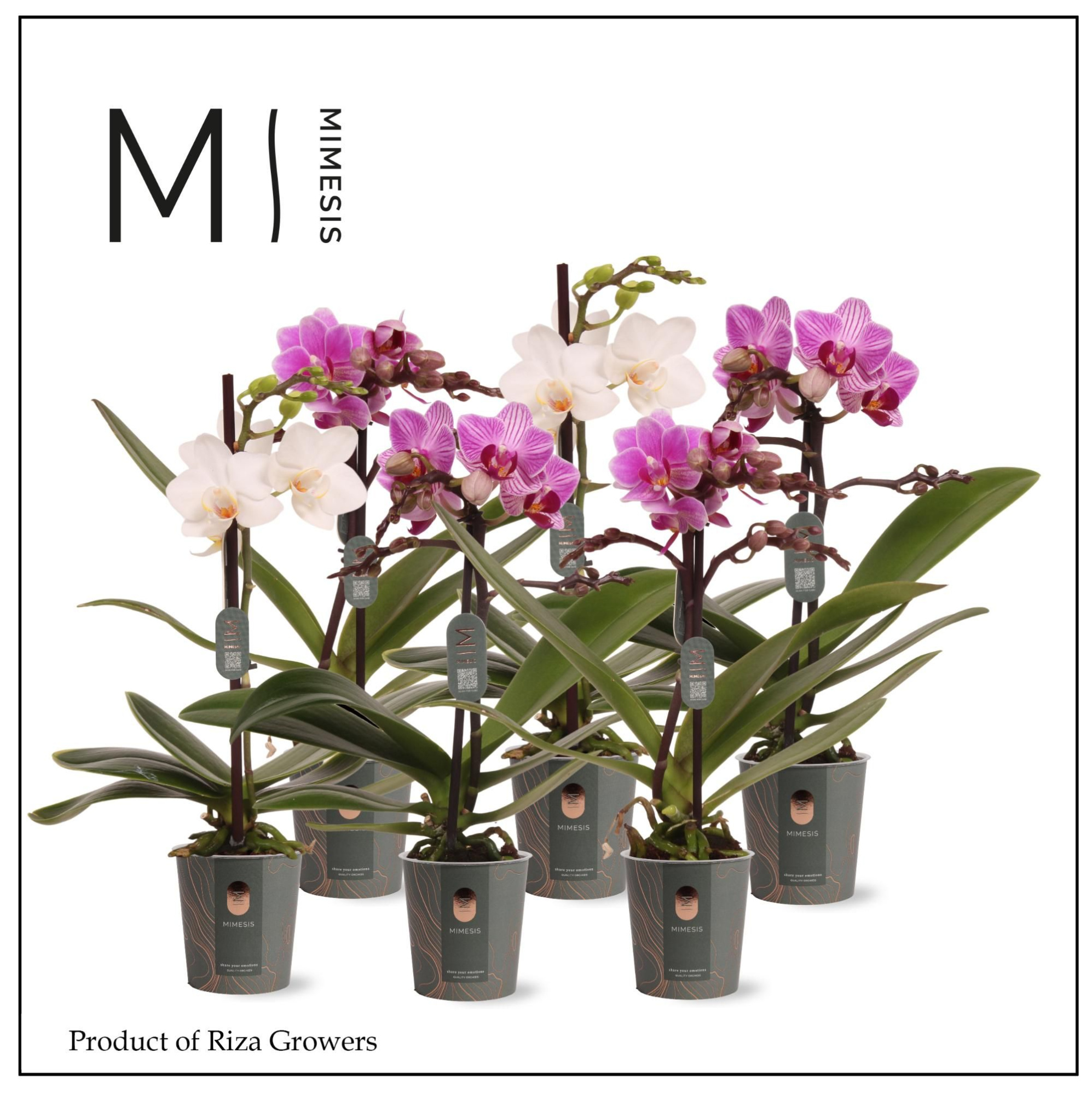 Phalaenopsis Mix 1 spike – 7cm | Mimesis, D 7 cm