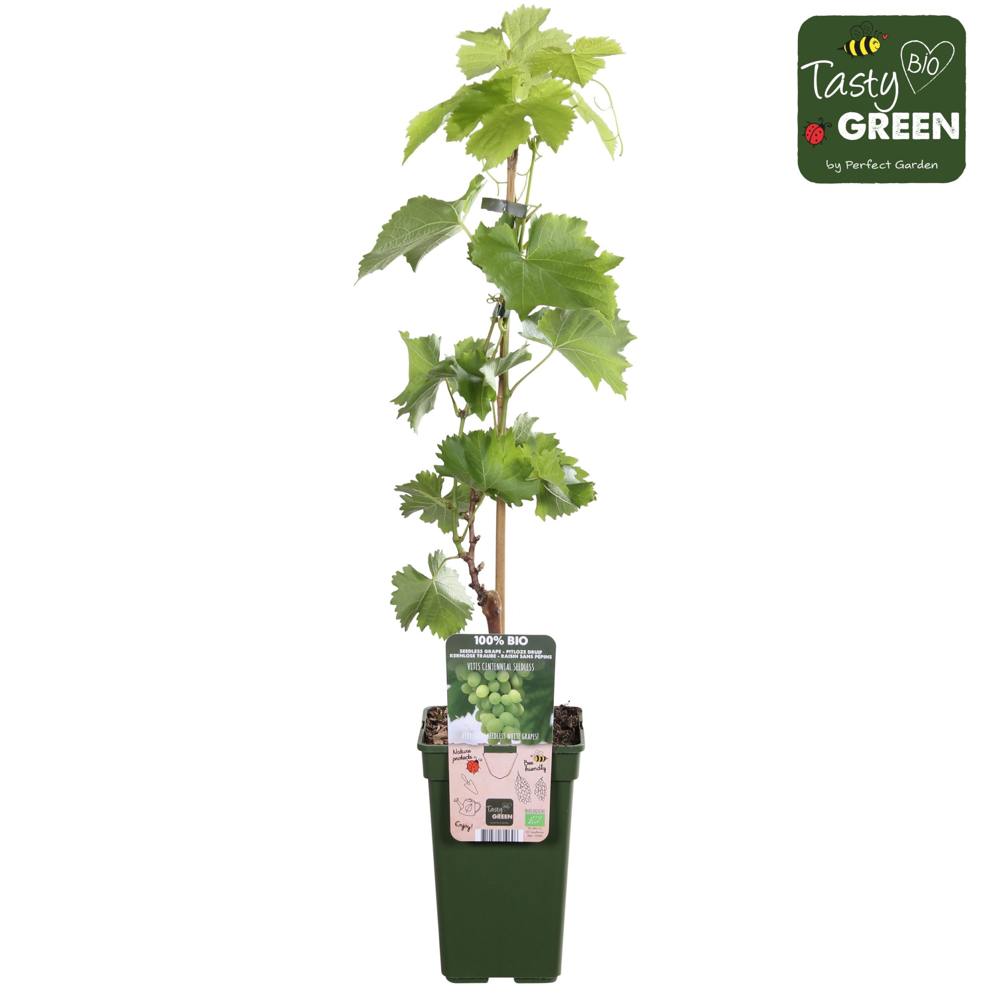 Vitis vin. Centennial Seedless Bio P19, D 19 cm