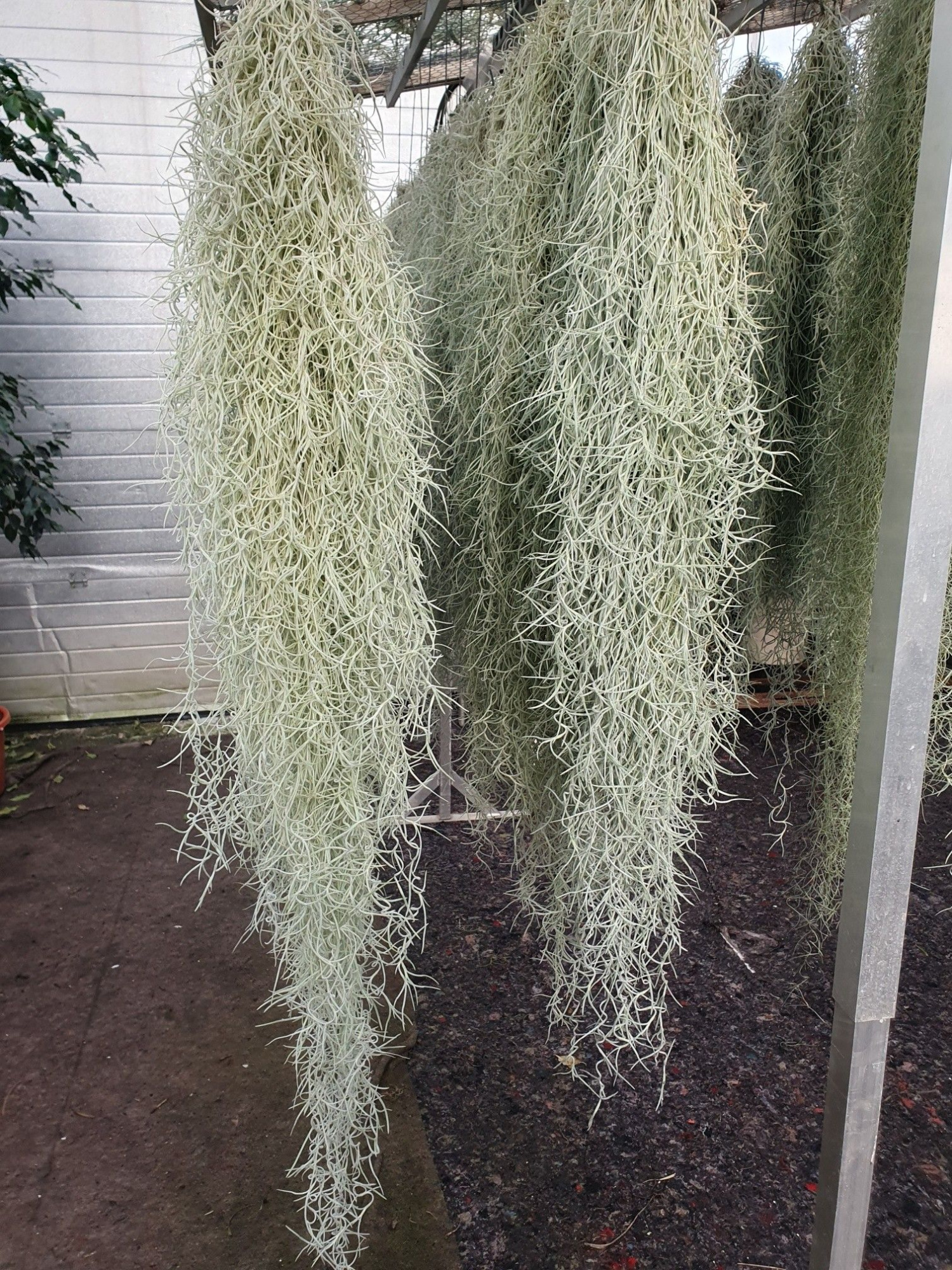 Tillandsia Usnoides, D 110 cm