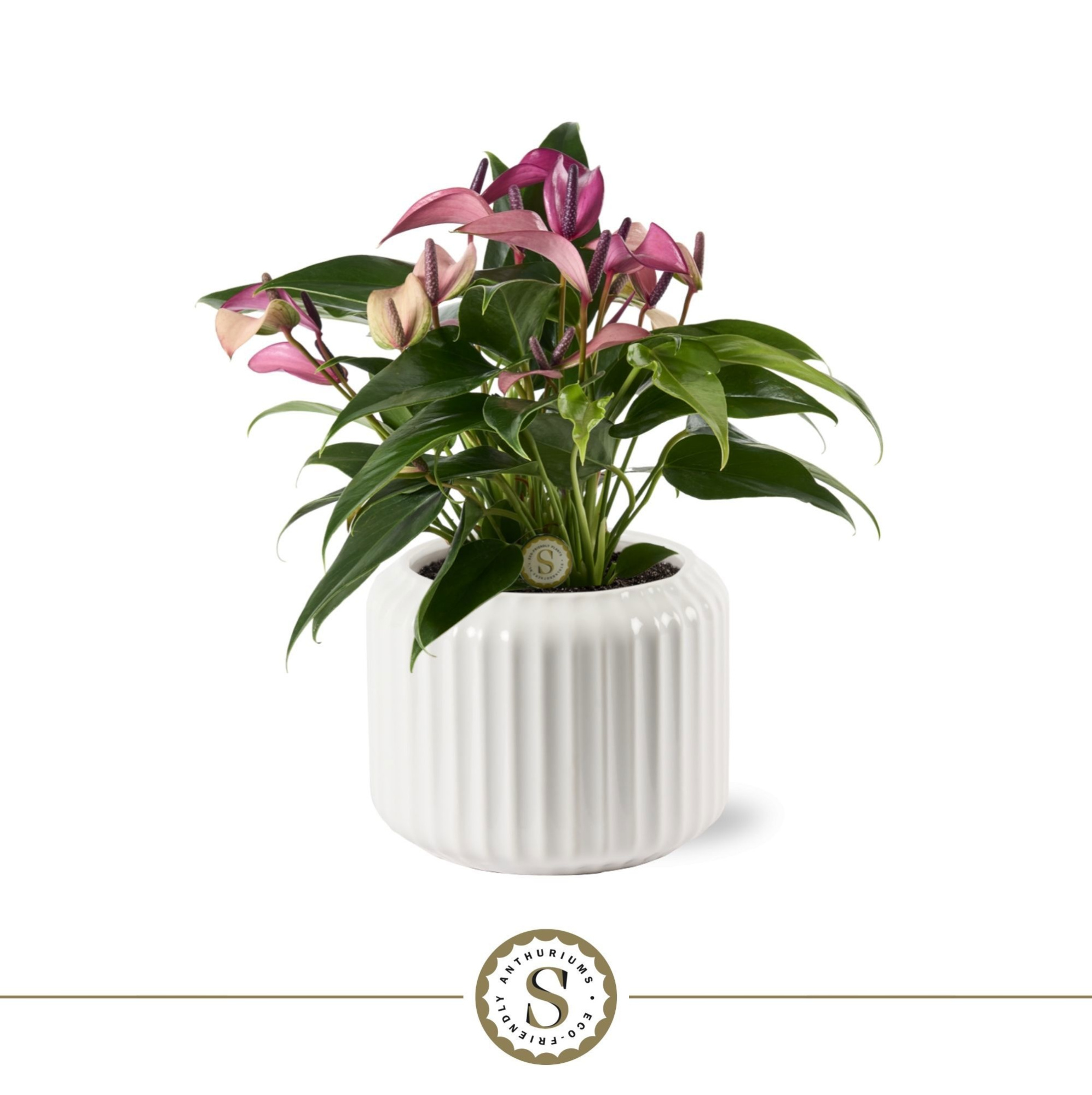 Bologna Keramiek White - Zizou, D 12