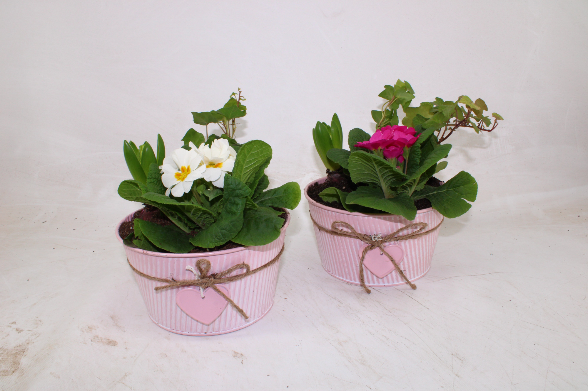 Primula / Hyacint Arrangement Mix in Zinken Vrouwendag of groot Moederdag Schaal 19cm, D 19