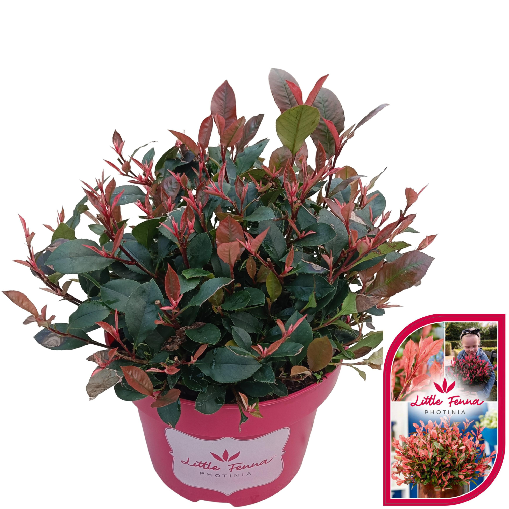 Photinia fras. 'Little Fenna'® C5, D 23