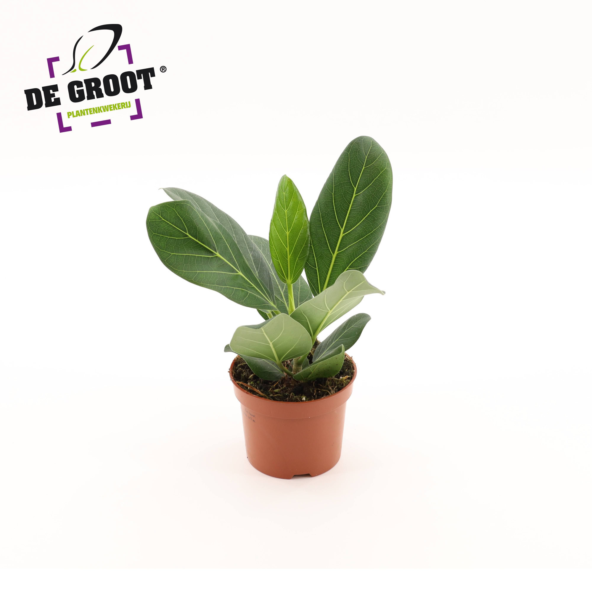 Ficus Bengalensis, D 12 cm