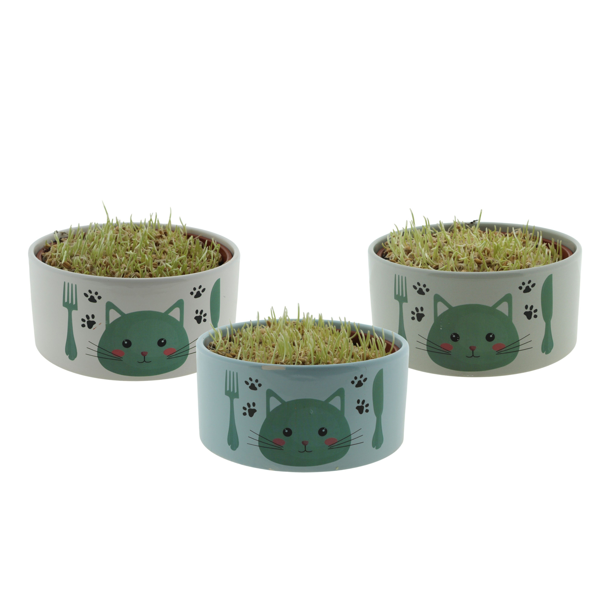 Kattenvoerbak in 3 kleuren met Triticum, D 16 cm