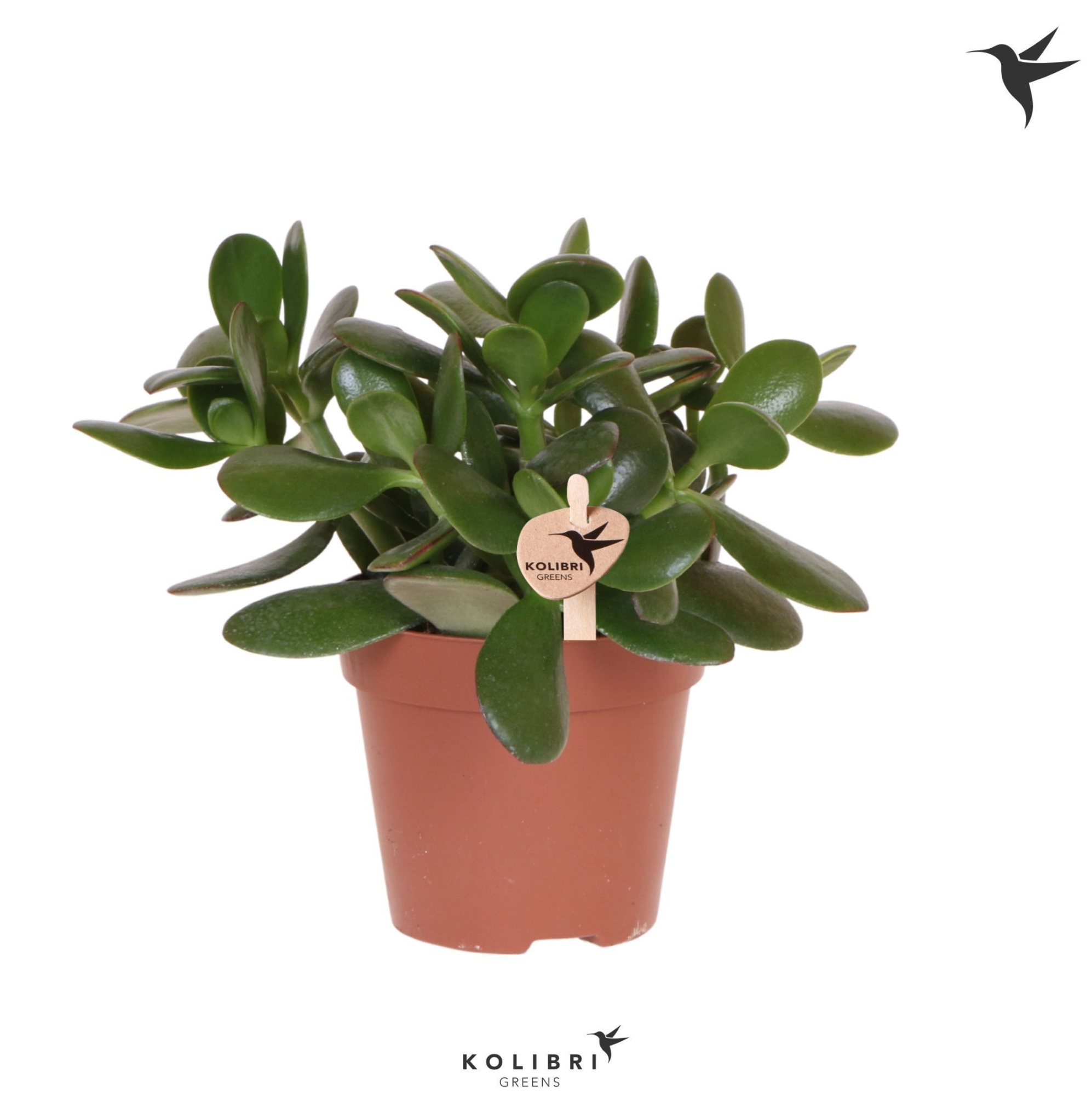 Kolibri Greens Succulenten Crassula Ovata, D 12