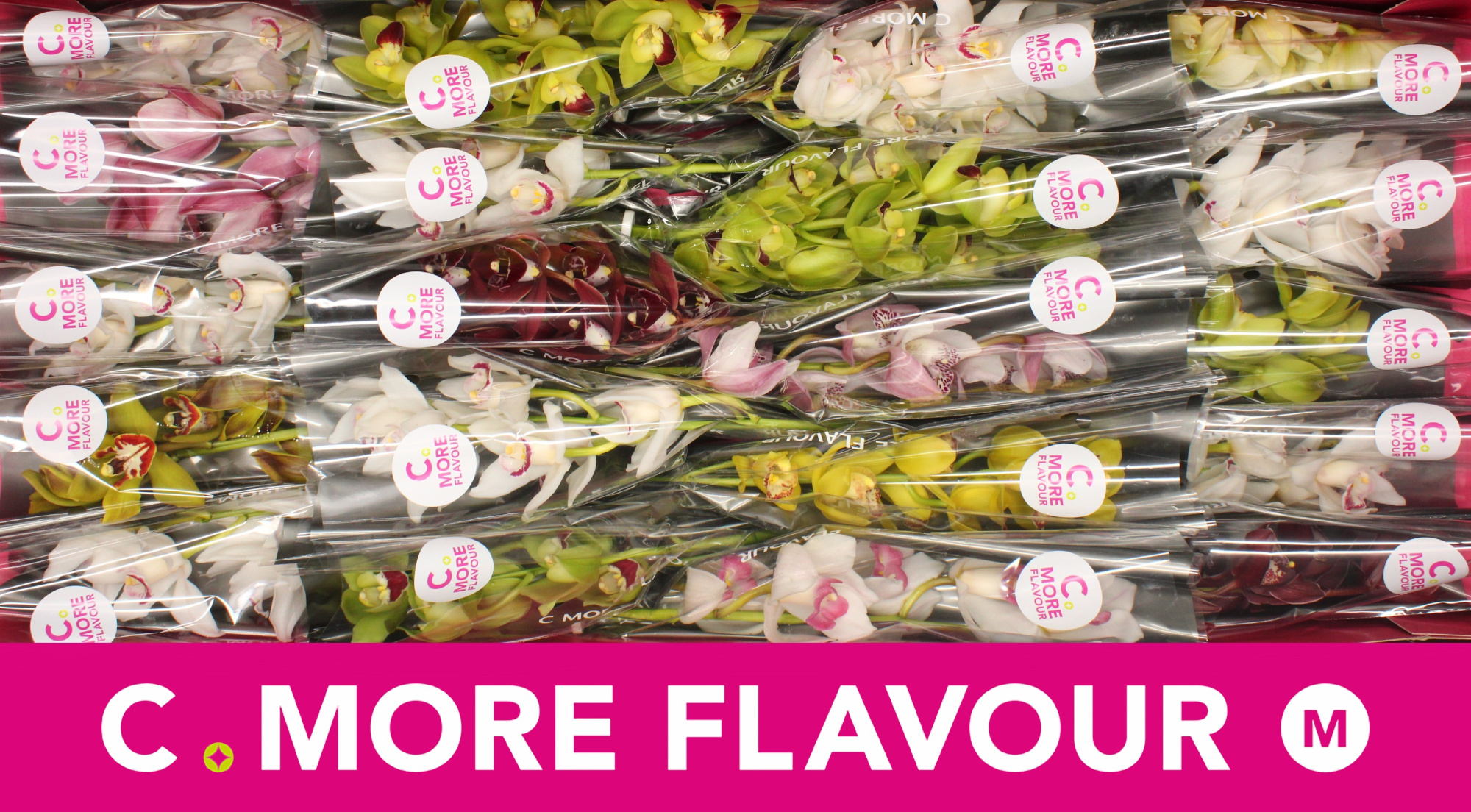 Цимбидиум мини Микс x20 40, шт.