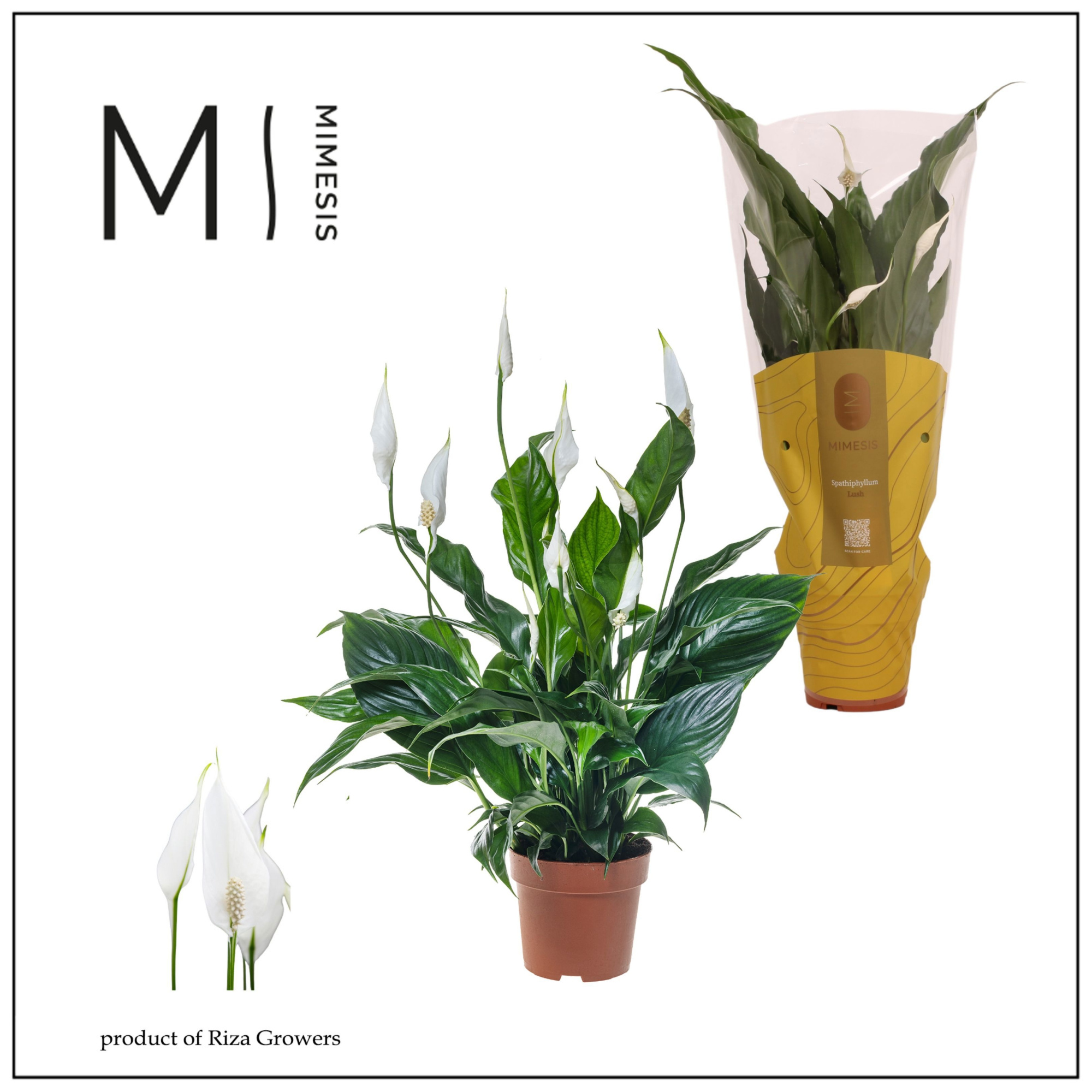 Mimesis Spathiphyllum Sweet Curiosa - 13 cm, D 13