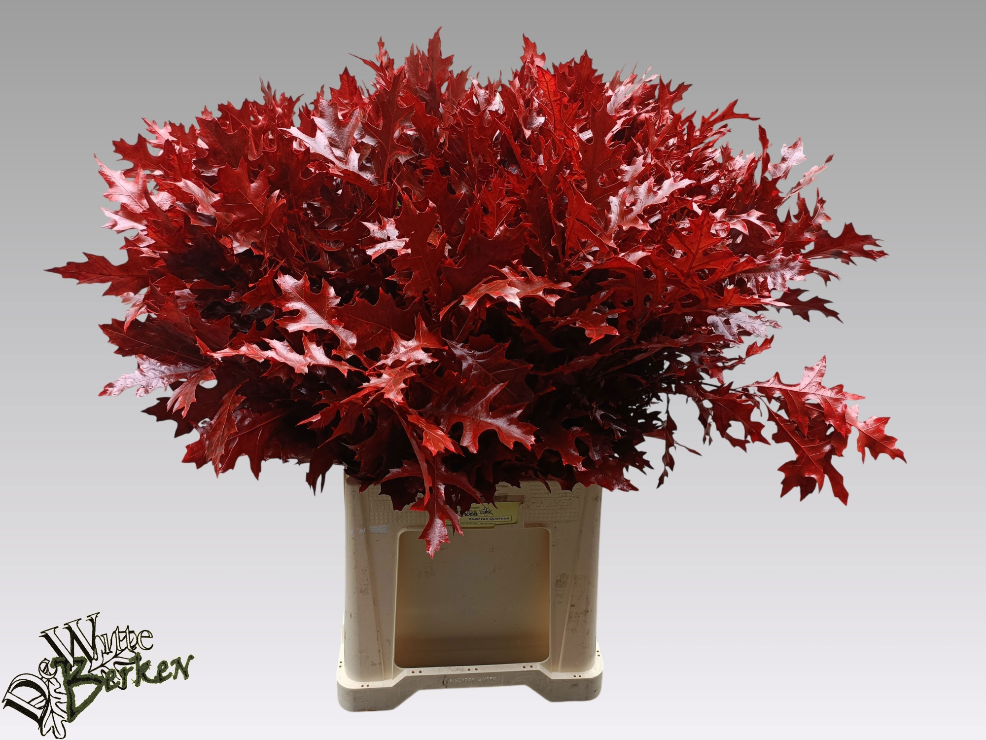 Кверкус Палюстрис Овериг Крашеный (краш. ) 80, шт.