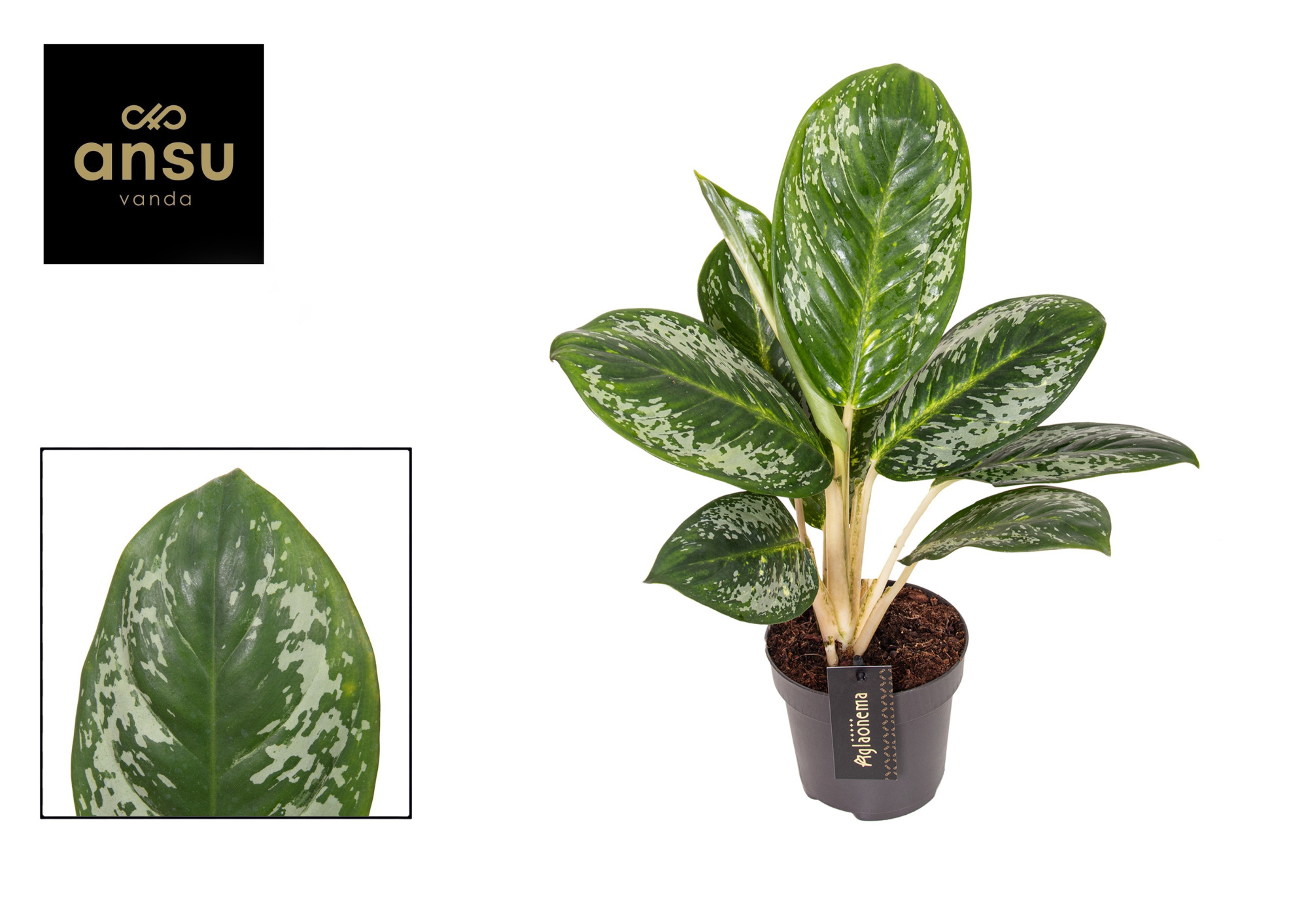 Aglaonema Onyx Green, D 12