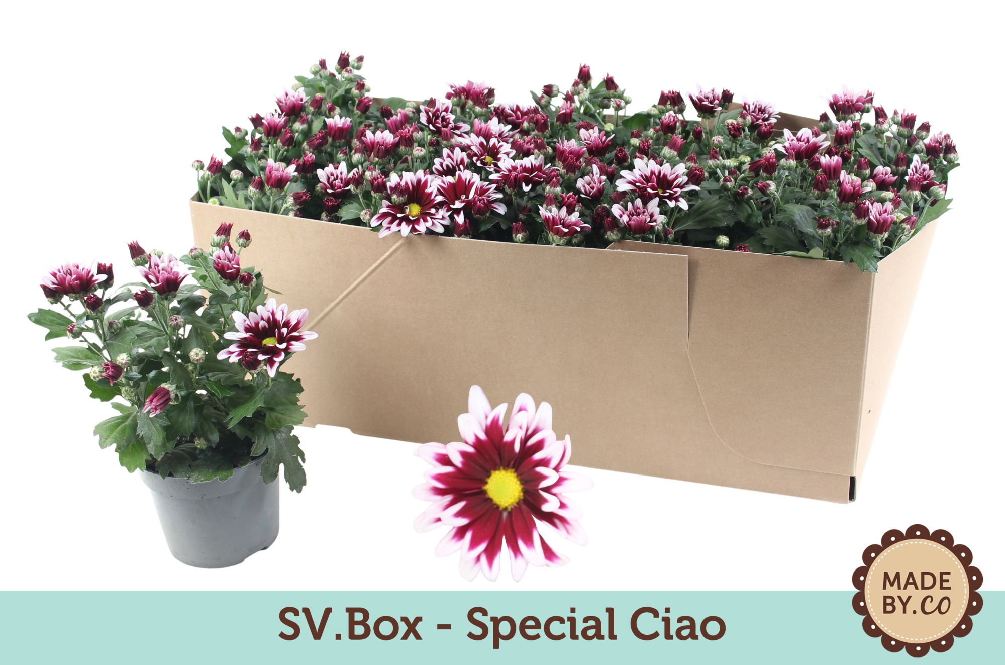 Chrysant Special Ciao in SV.Box, D 12 cm