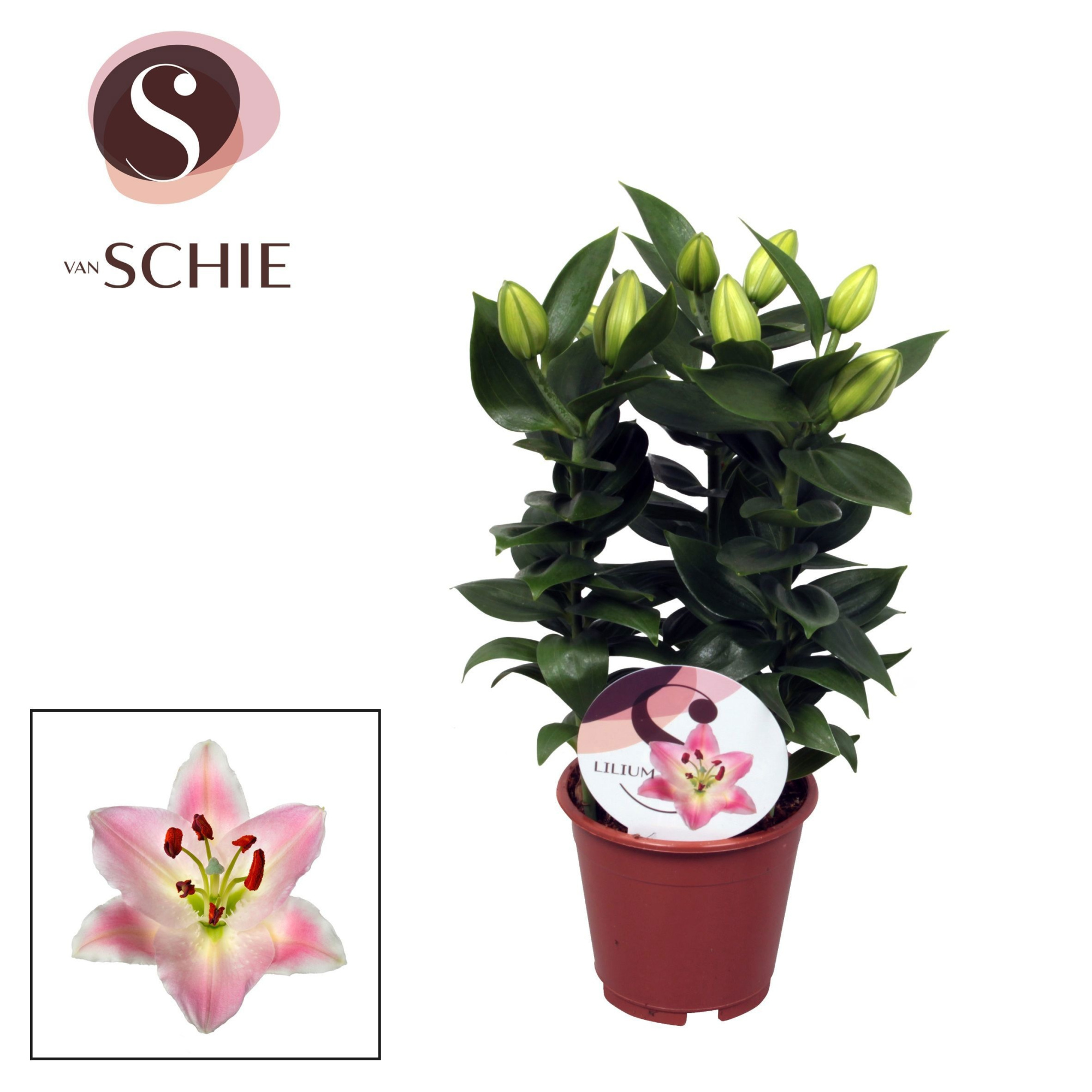 Lilium Souvenir 13cm, D 13