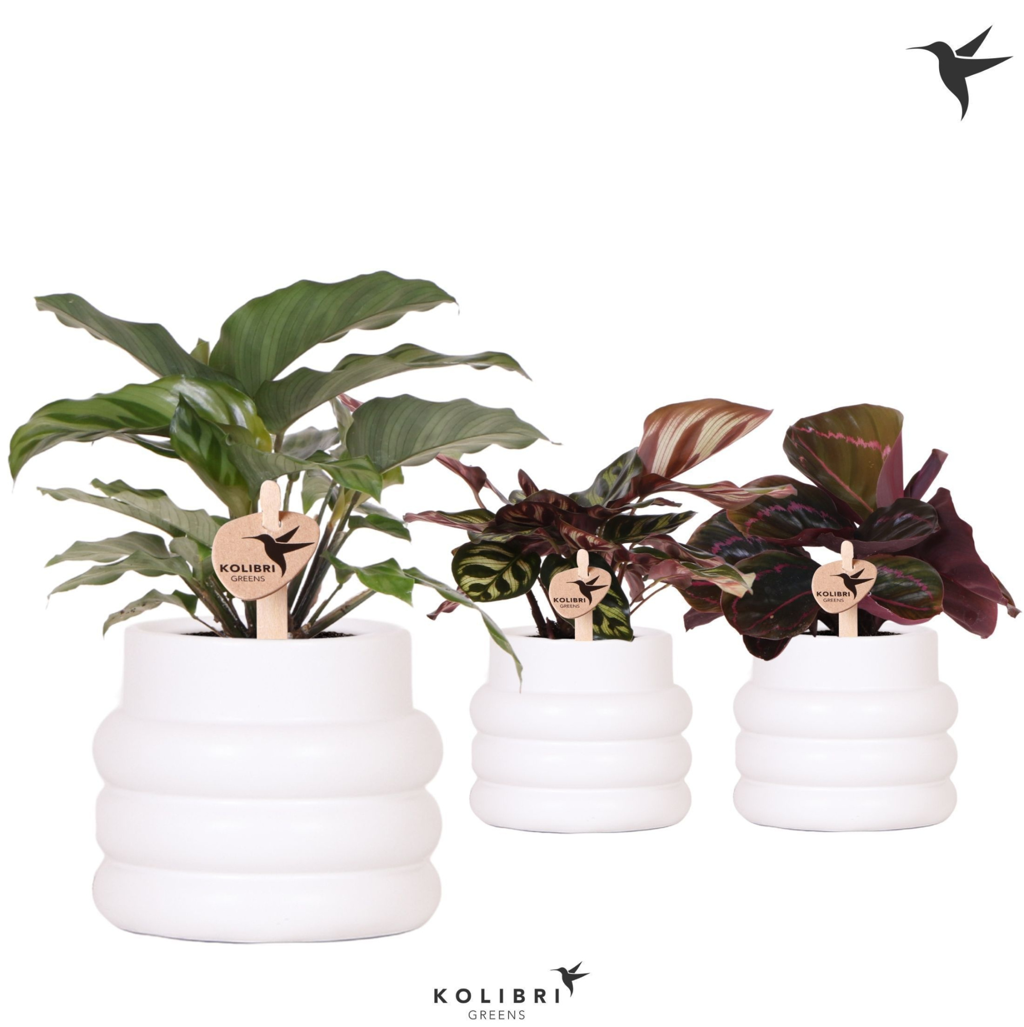 Kolibri Greens Calathea mix in Bubble pot white, D 9 cm