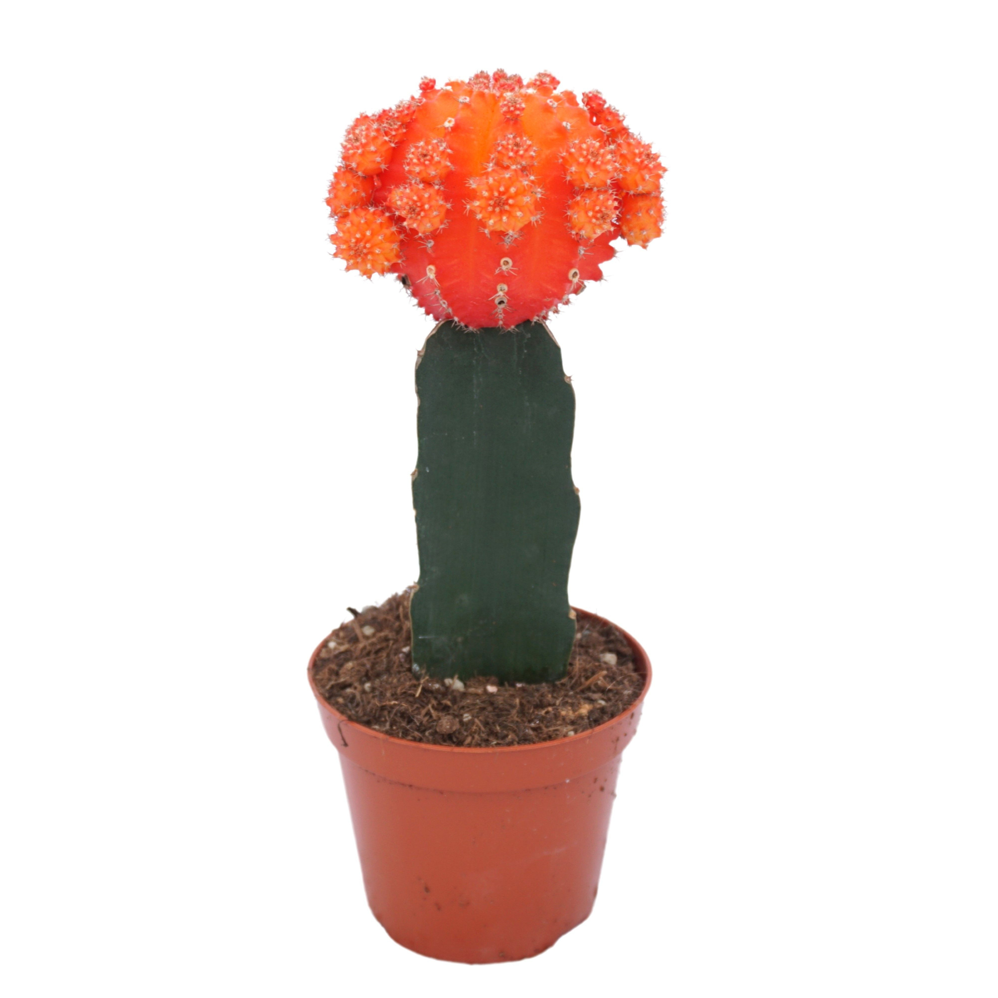 Gymnocalycium geënt oranje 8,5 cm, D 8,5 cm