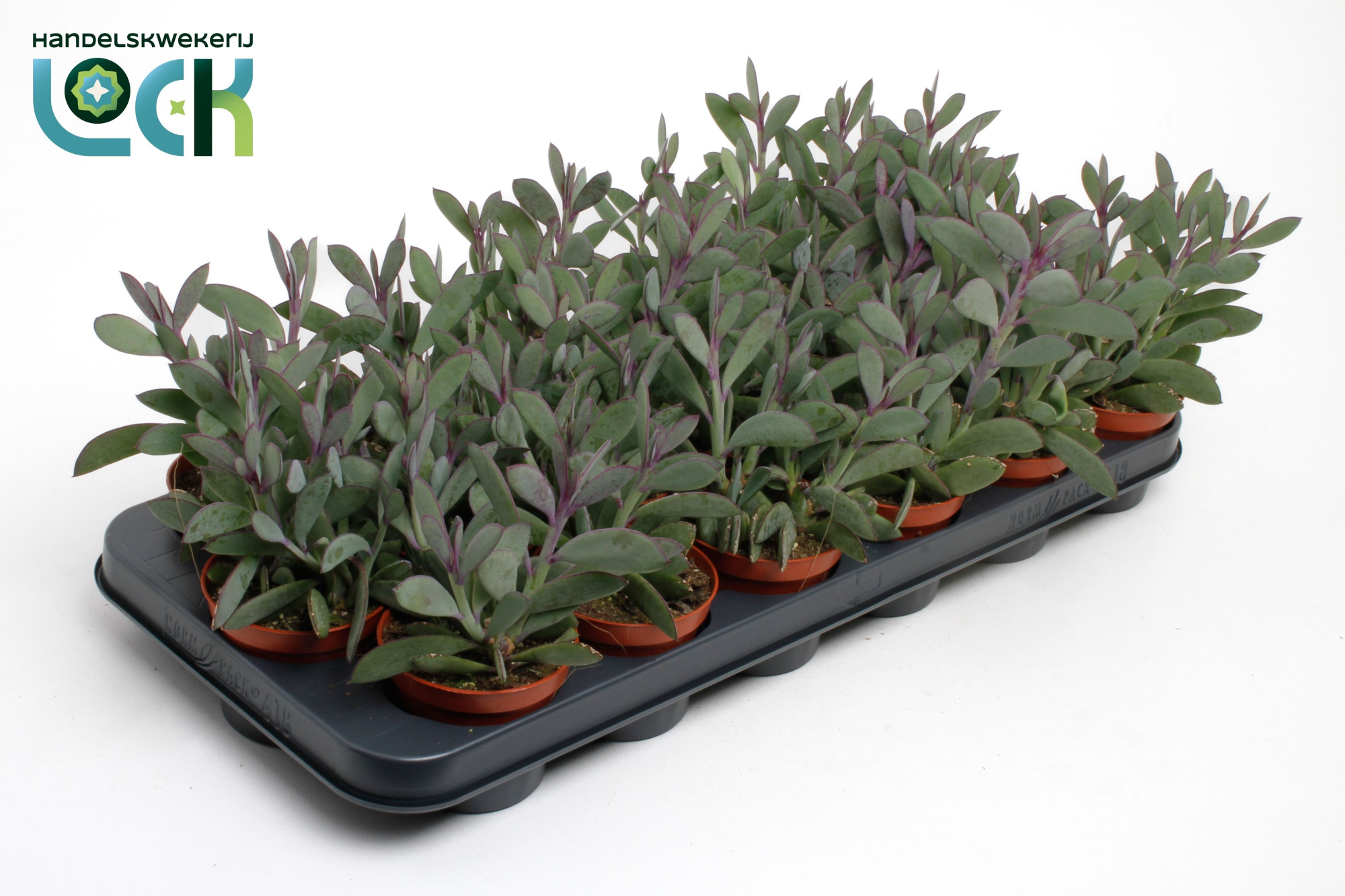 Senecio Crassimus, D 8,5