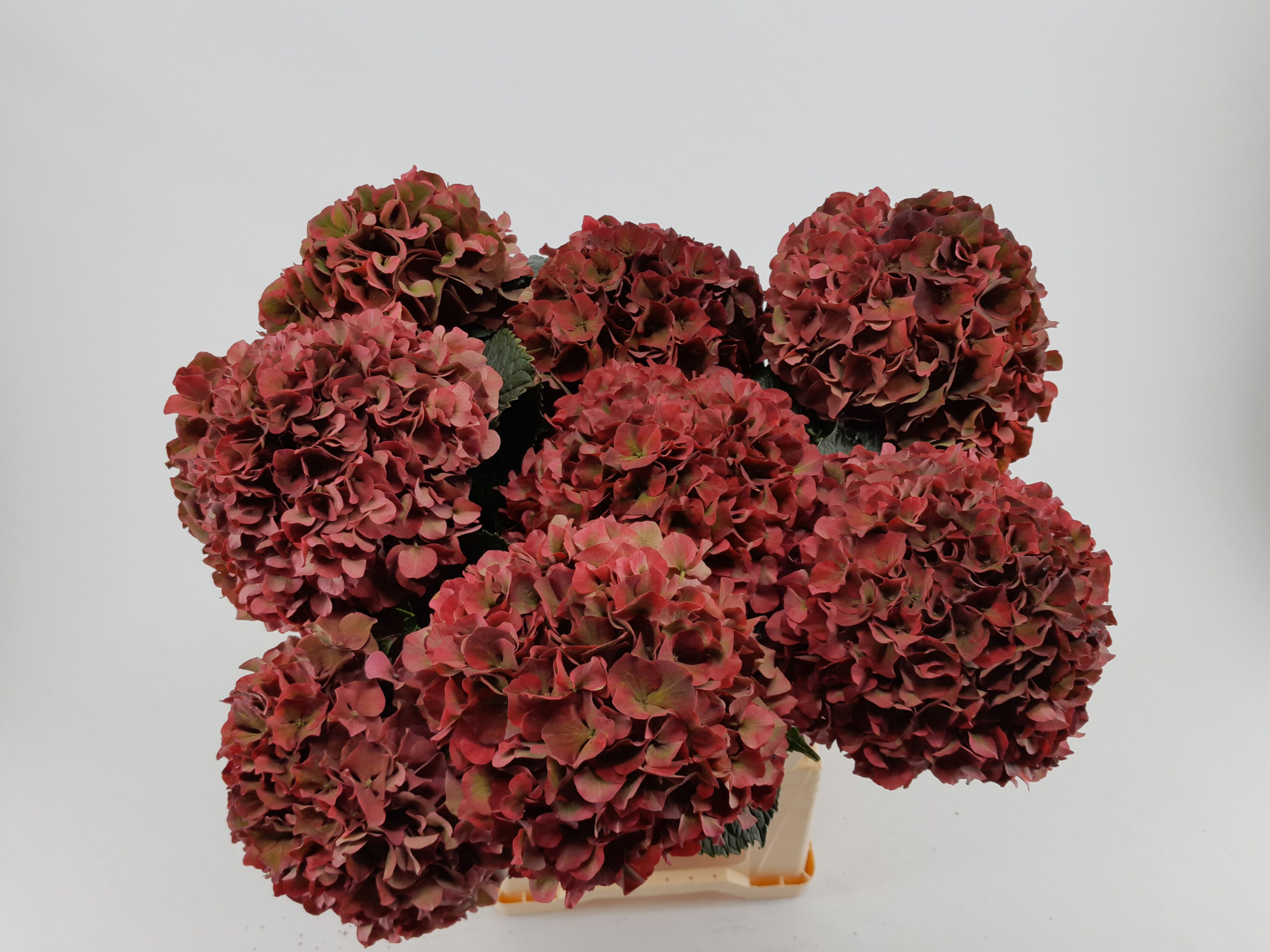 Гортензия Мэджикал Пинк Руби Классик 60, шт.