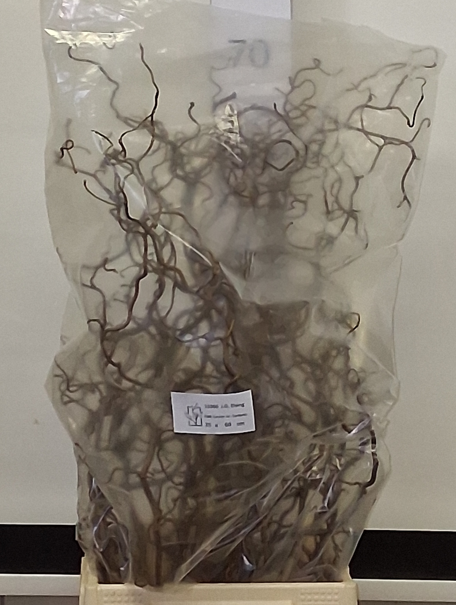 Корилус Конторта 60, шт.