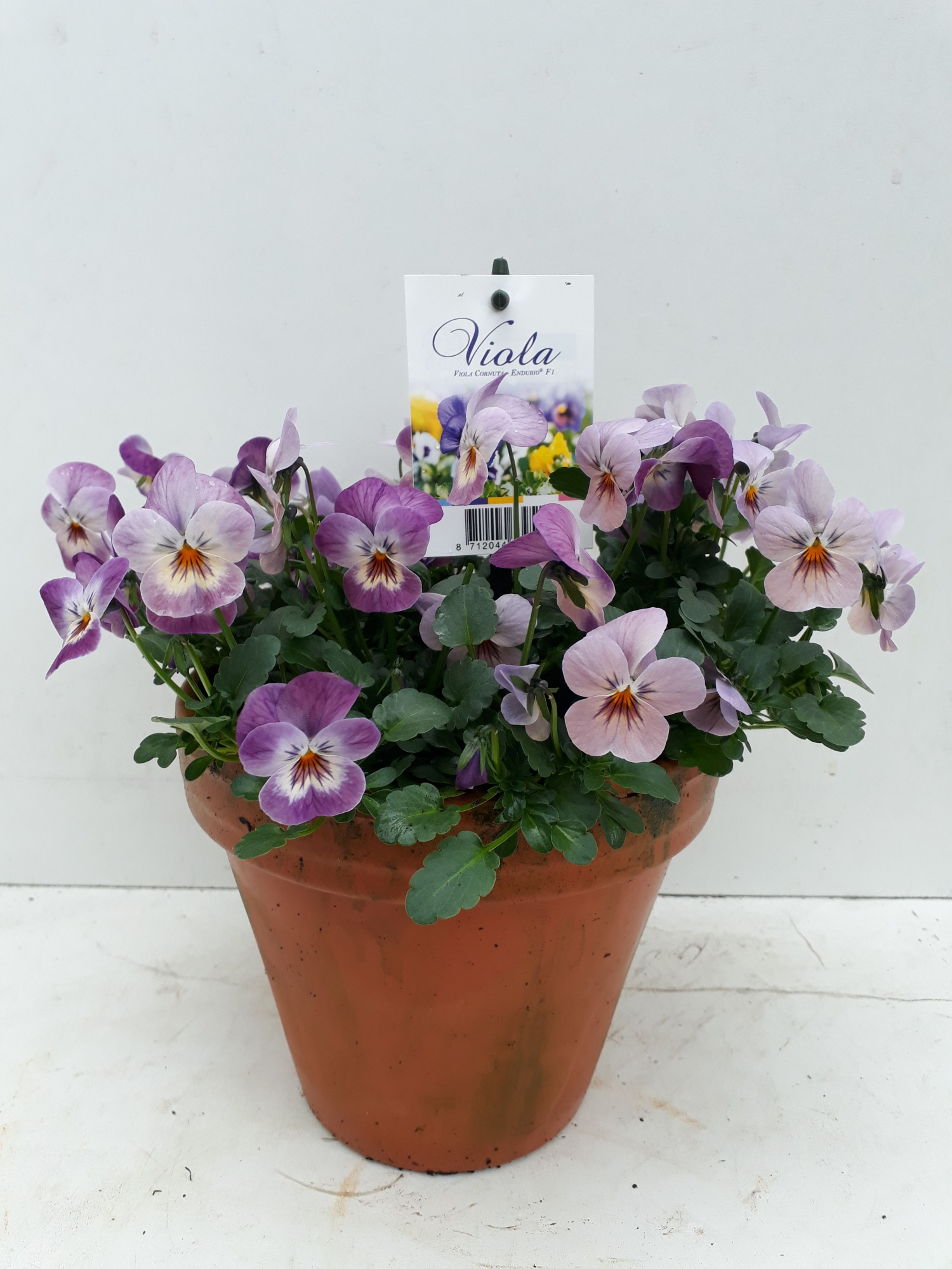 Viola Endurio F1 in p13 stenen pot pink shades, D 13
