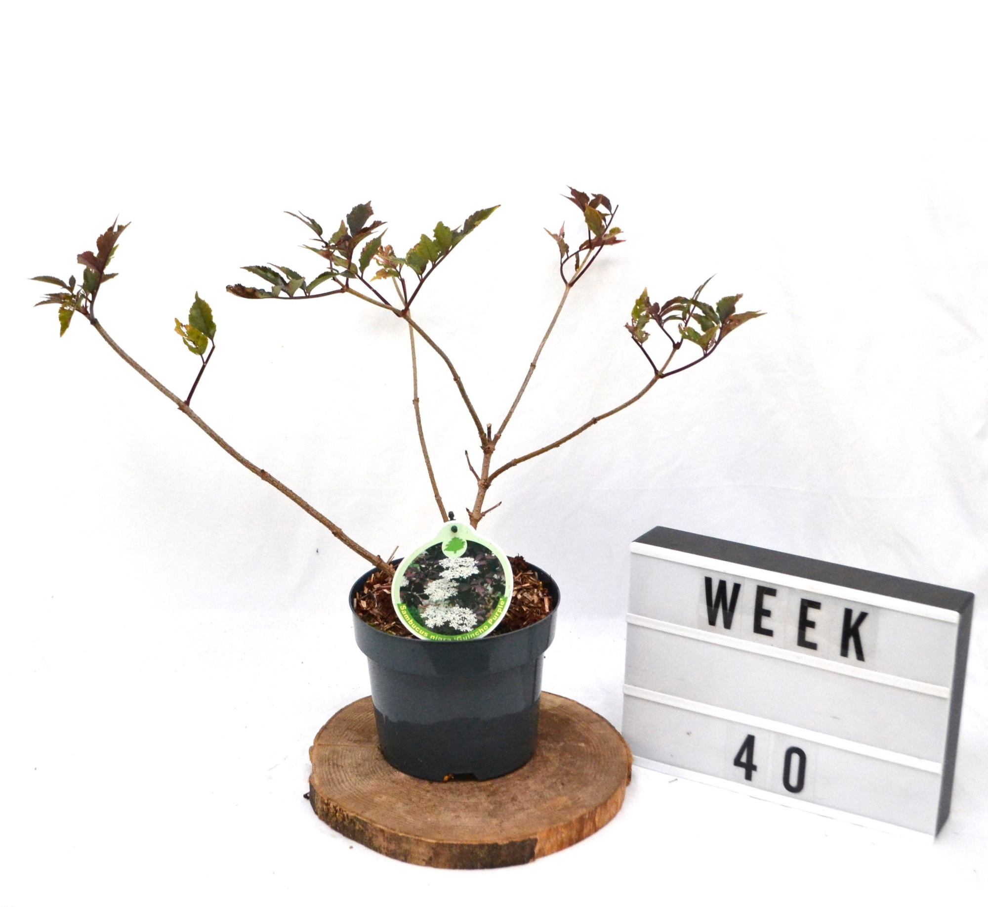 Sambucus nigra Guincho Purple C3, D 19 cm