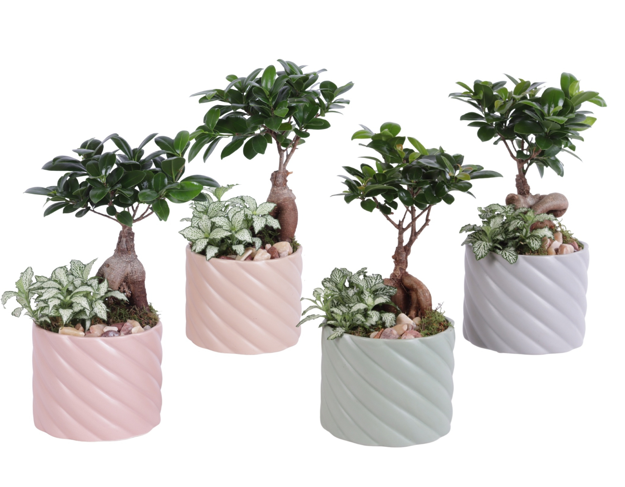 Yearround Arr. Indoor Ceramic Soft Elegance SE661 Ø14cm 2PP, D 14