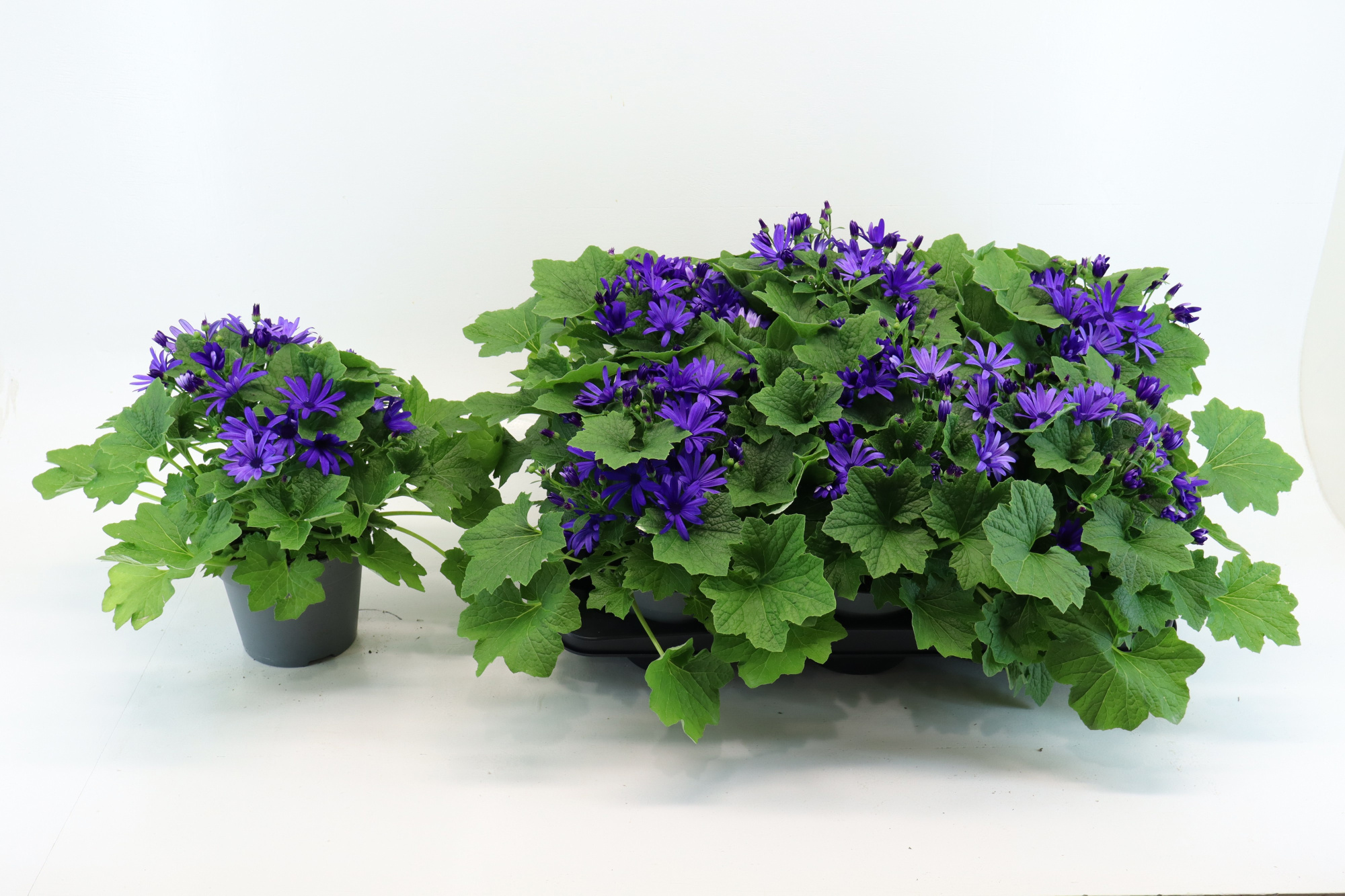 Senecio Senetti Deep Blue, D 15
