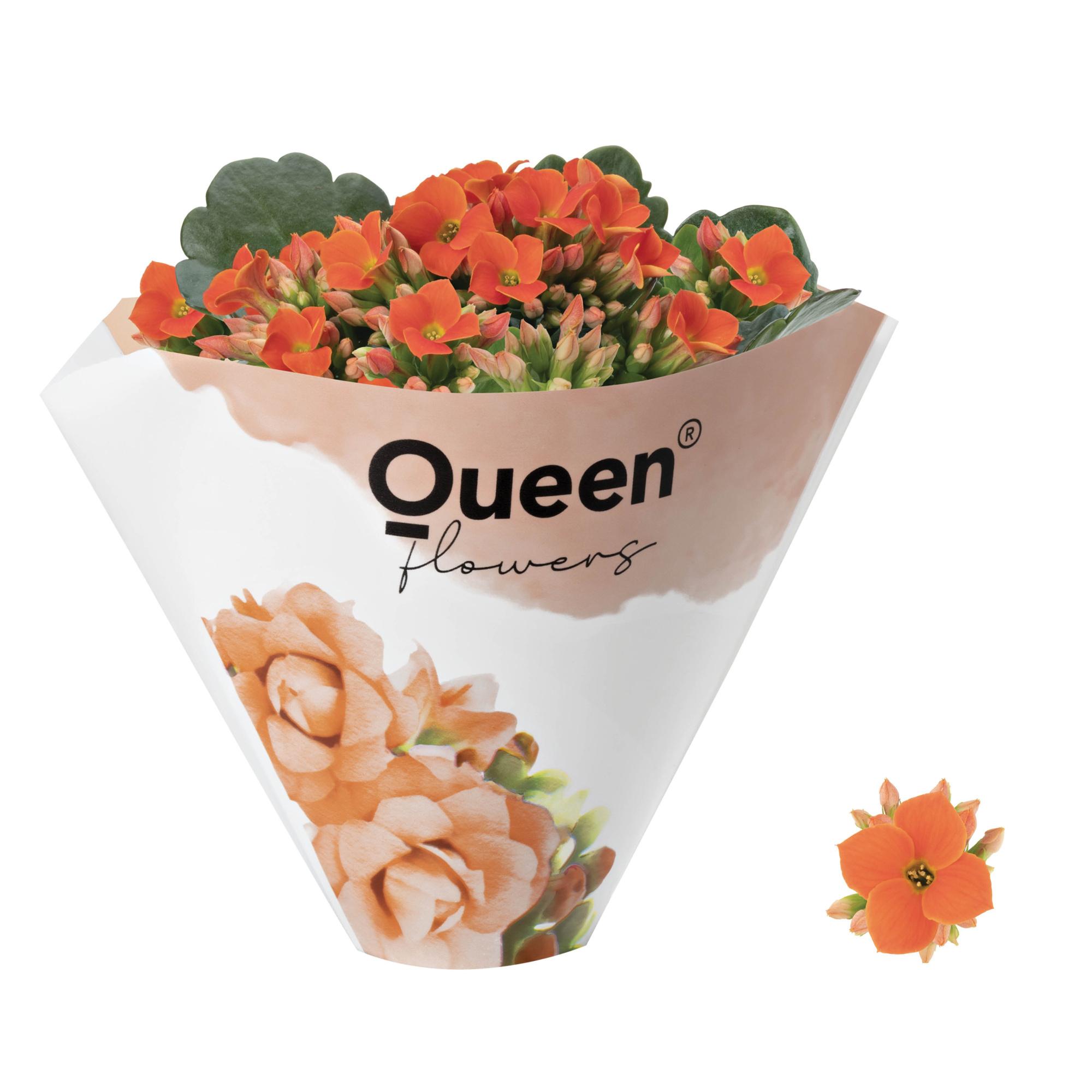 KALANCHOE ARTS-HYBRID 'ORANGE ORIGINAL', D 6 cm