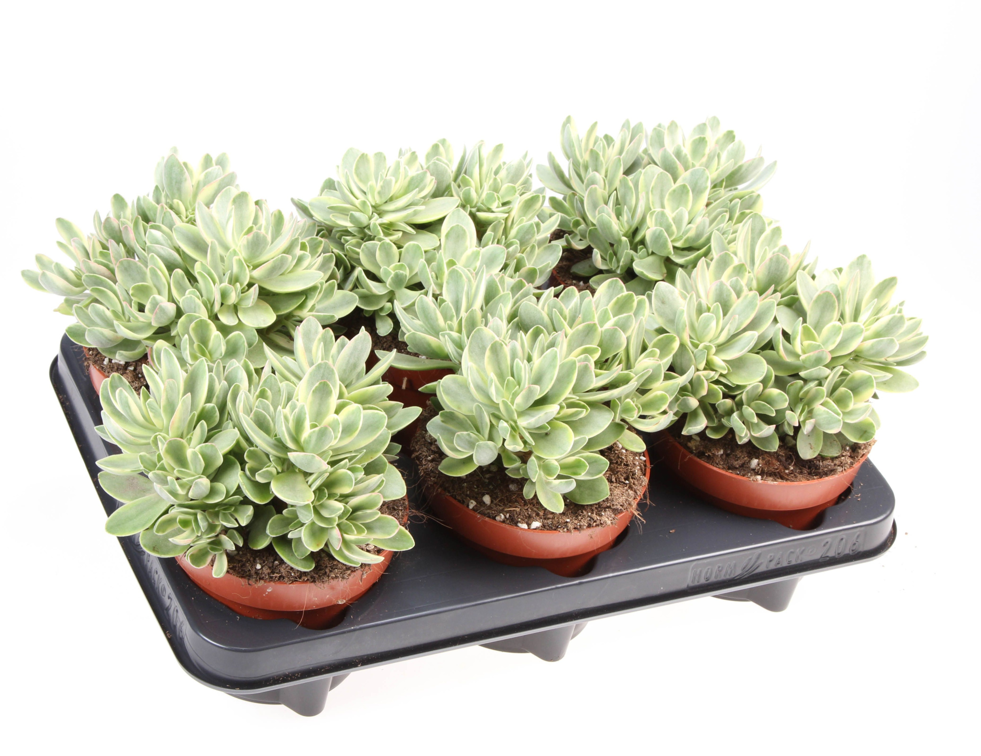 Crassula Moneymaker, D 12 cm