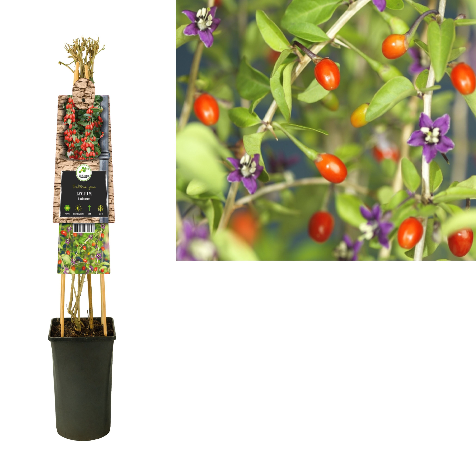 Lycium barbarum 'Instant Succes' +3.0 label, D 17 cm