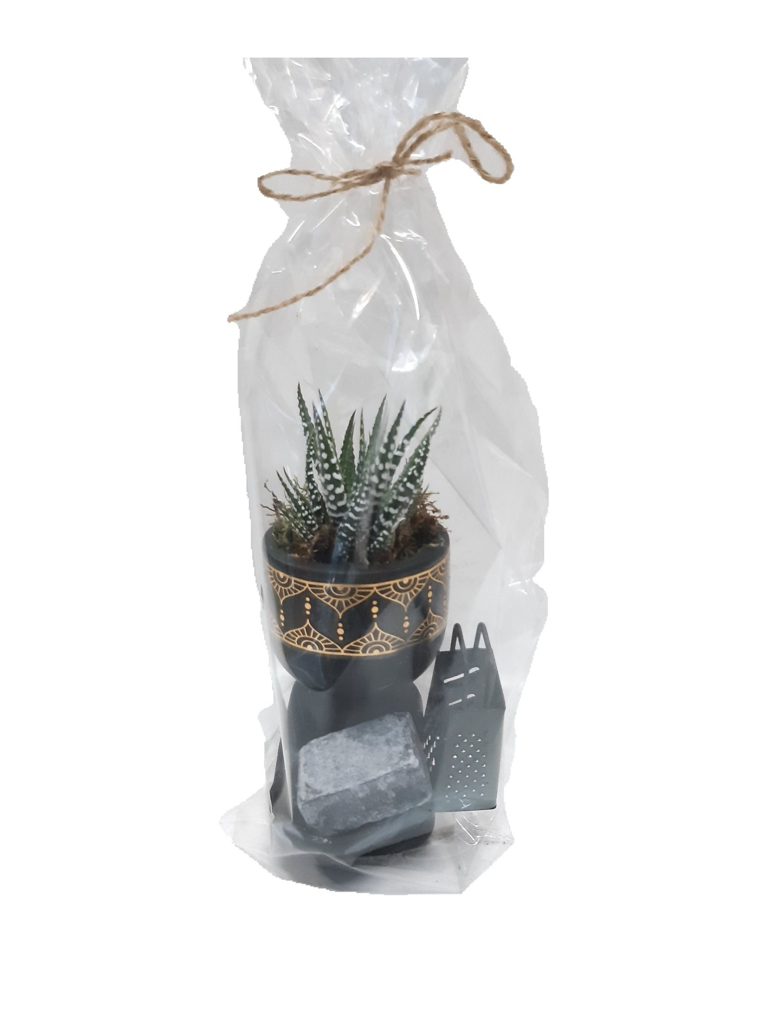 BZGP10MIX7 Buddha Zwart Single giftpack Haworthia + Aromacube, D 16 cm