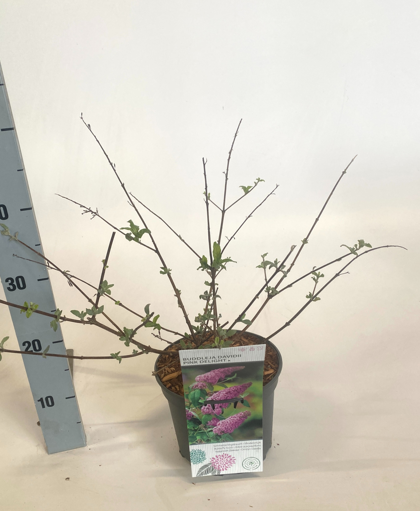 Buddleja davidii 'Pink Delight', D 19