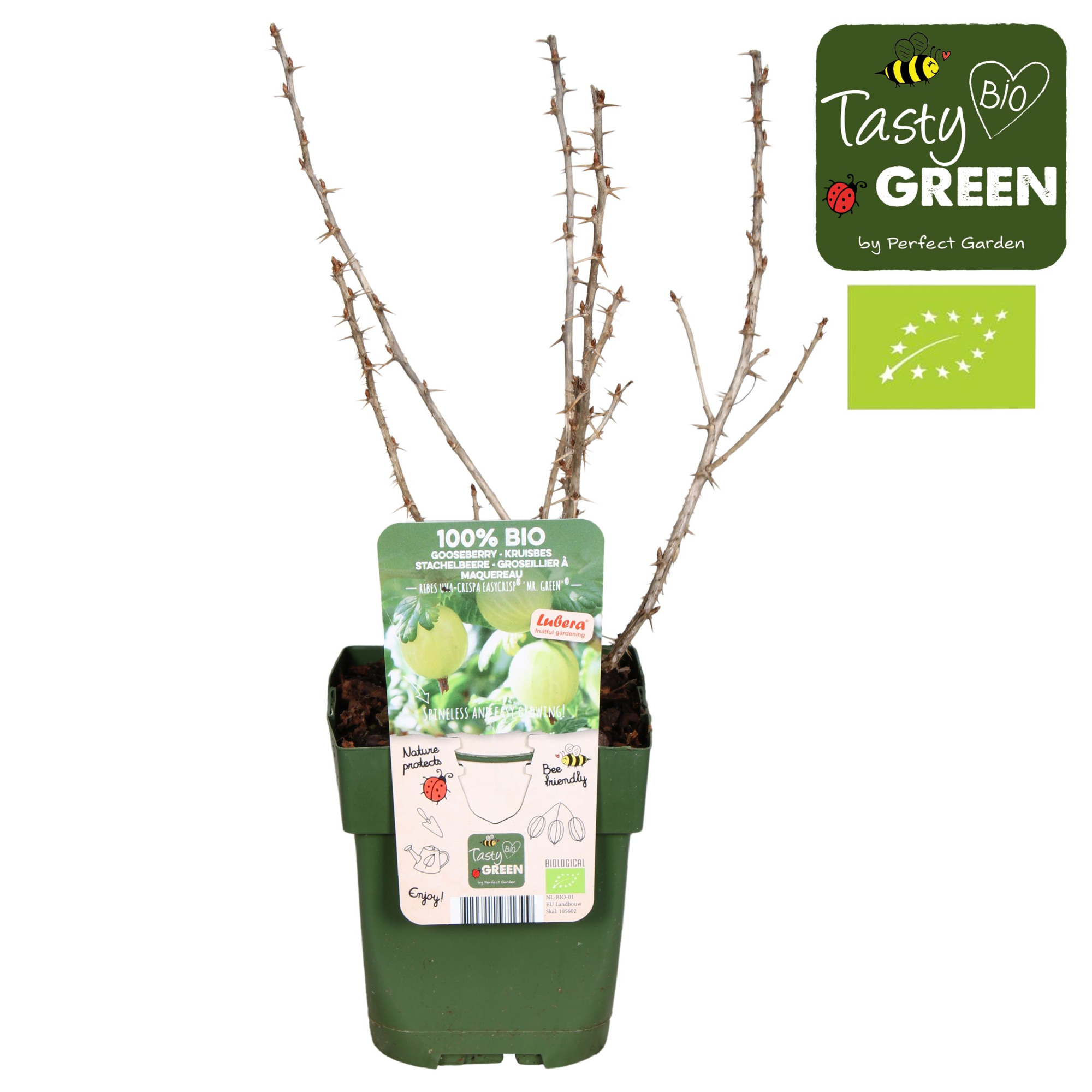 Ribes uva-crispa Easycrisp® 'Mr. Green'® Bio P13, D 13 cm