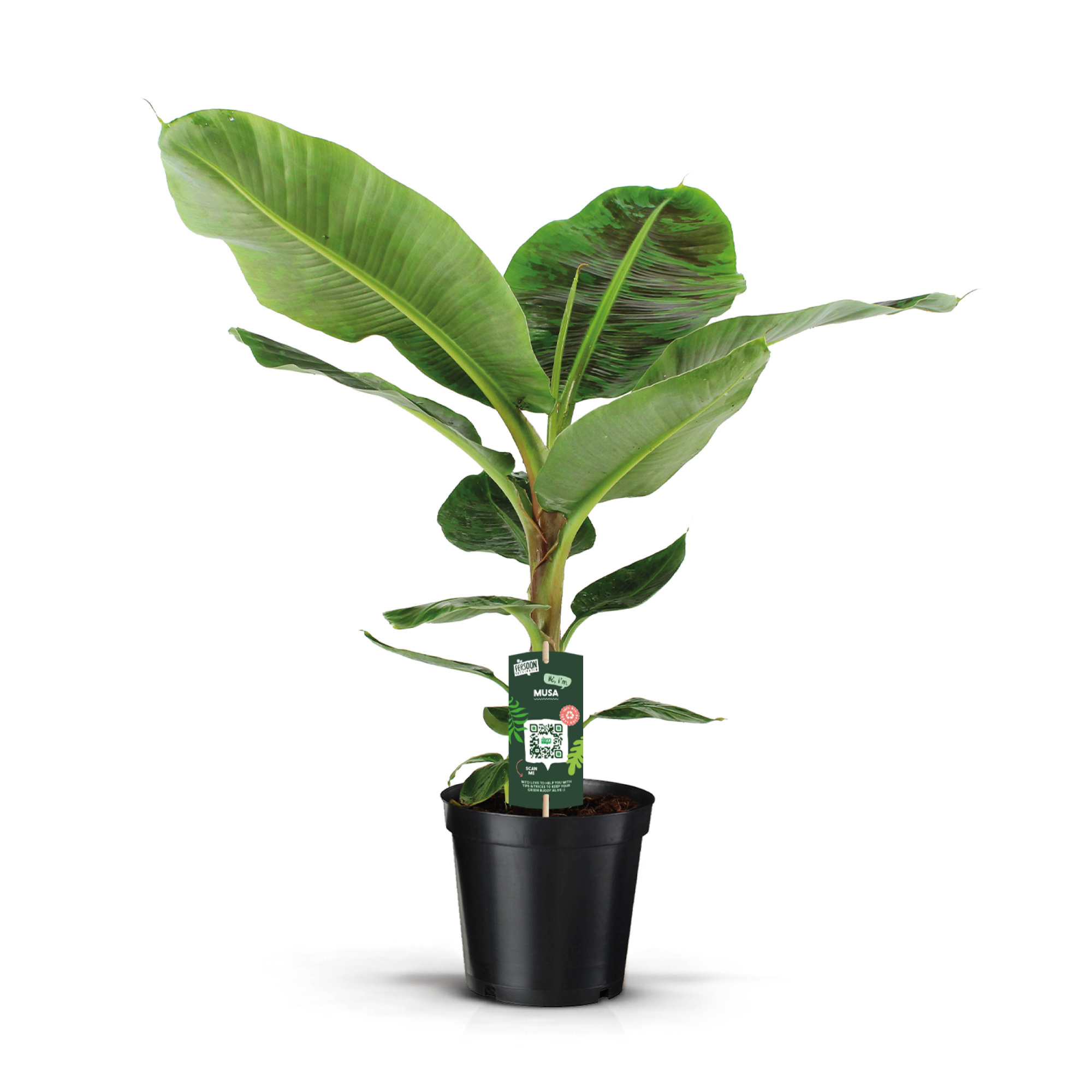 Musa Dwarf Cavendish, D 21 cm