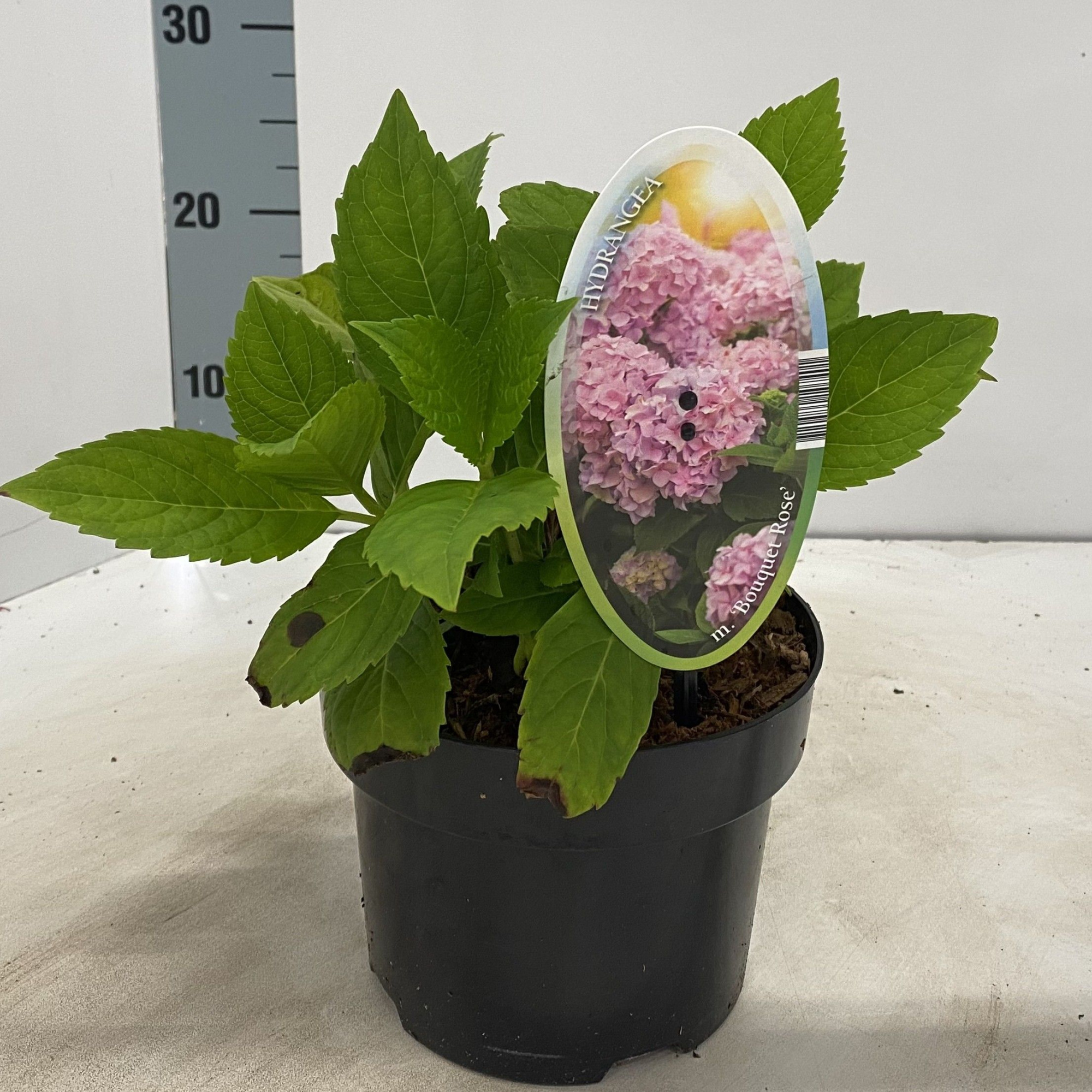 Hydrangea macr. 'Bouquet Rose', D 17 cm